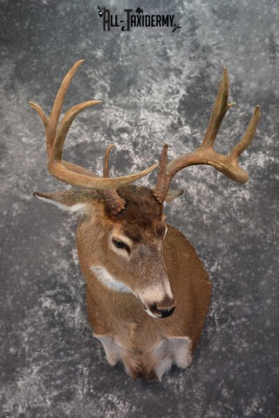 Canadian Whitetail Deer Shoulder Taxidermy Mount SKU 1548