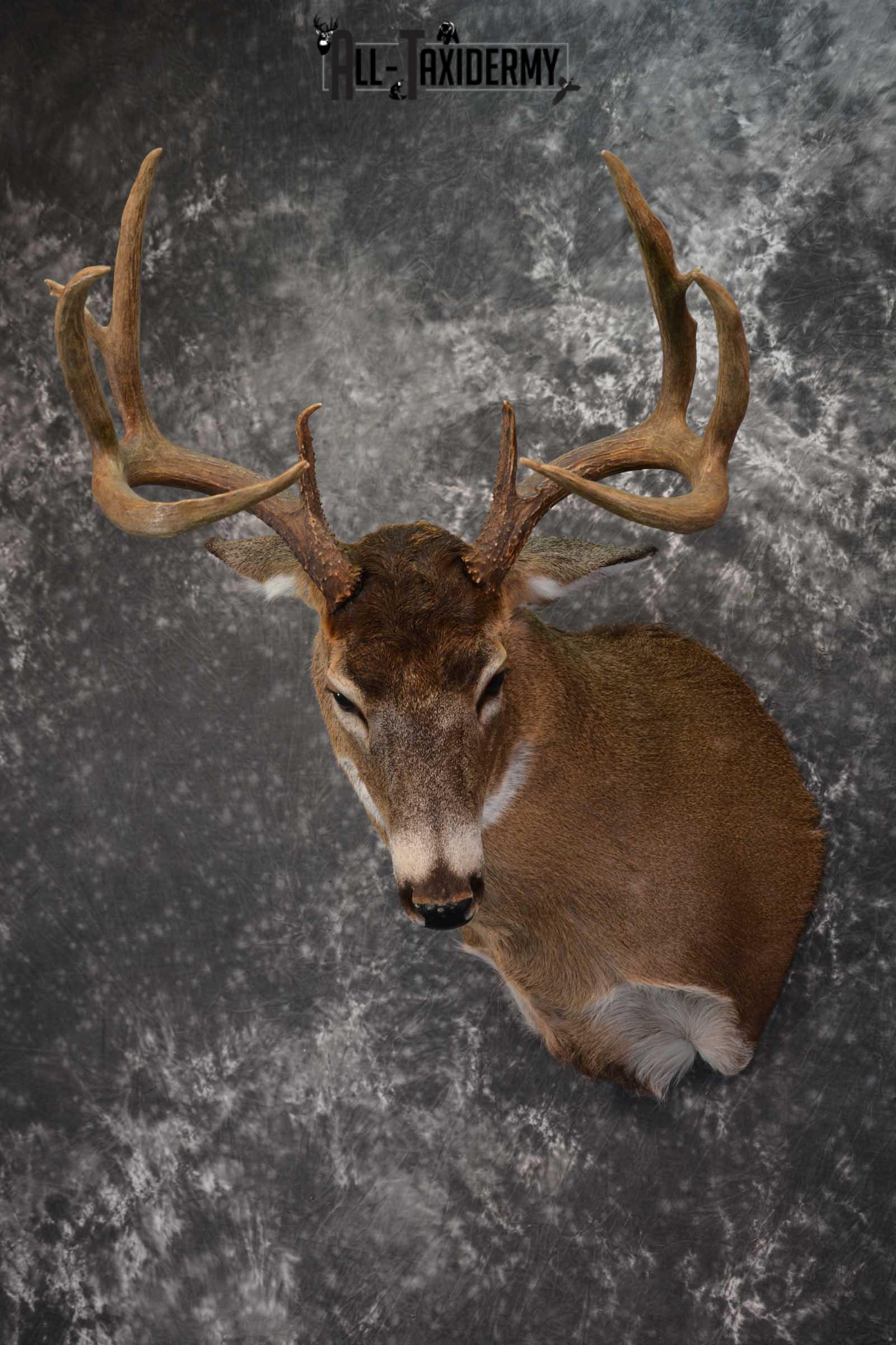 Canadian Whitetail Deer Shoulder Taxidermy Mount SKU 1548 - Image 8