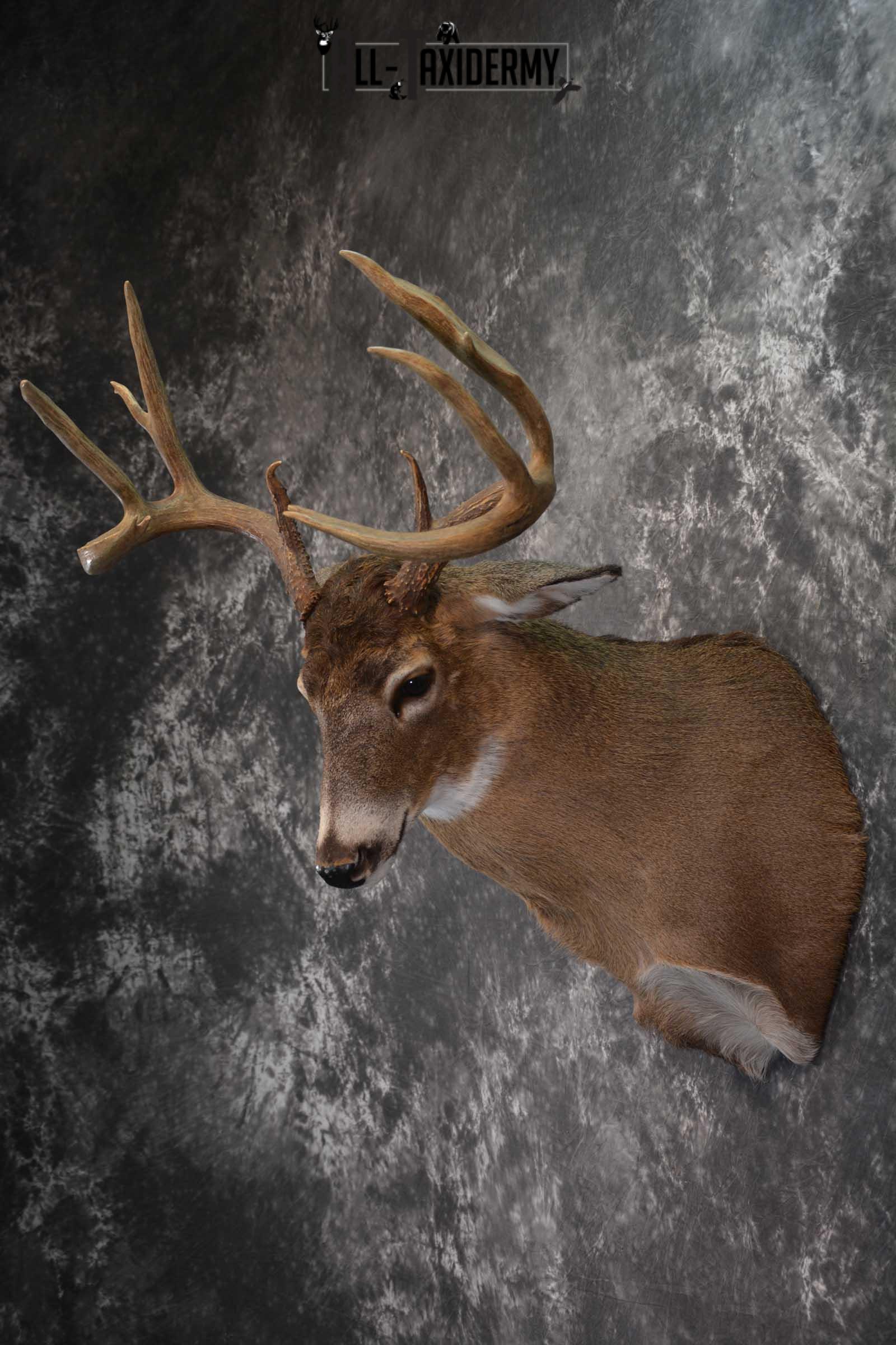 Canadian Whitetail Deer Shoulder Taxidermy Mount SKU 1548 - Image 7