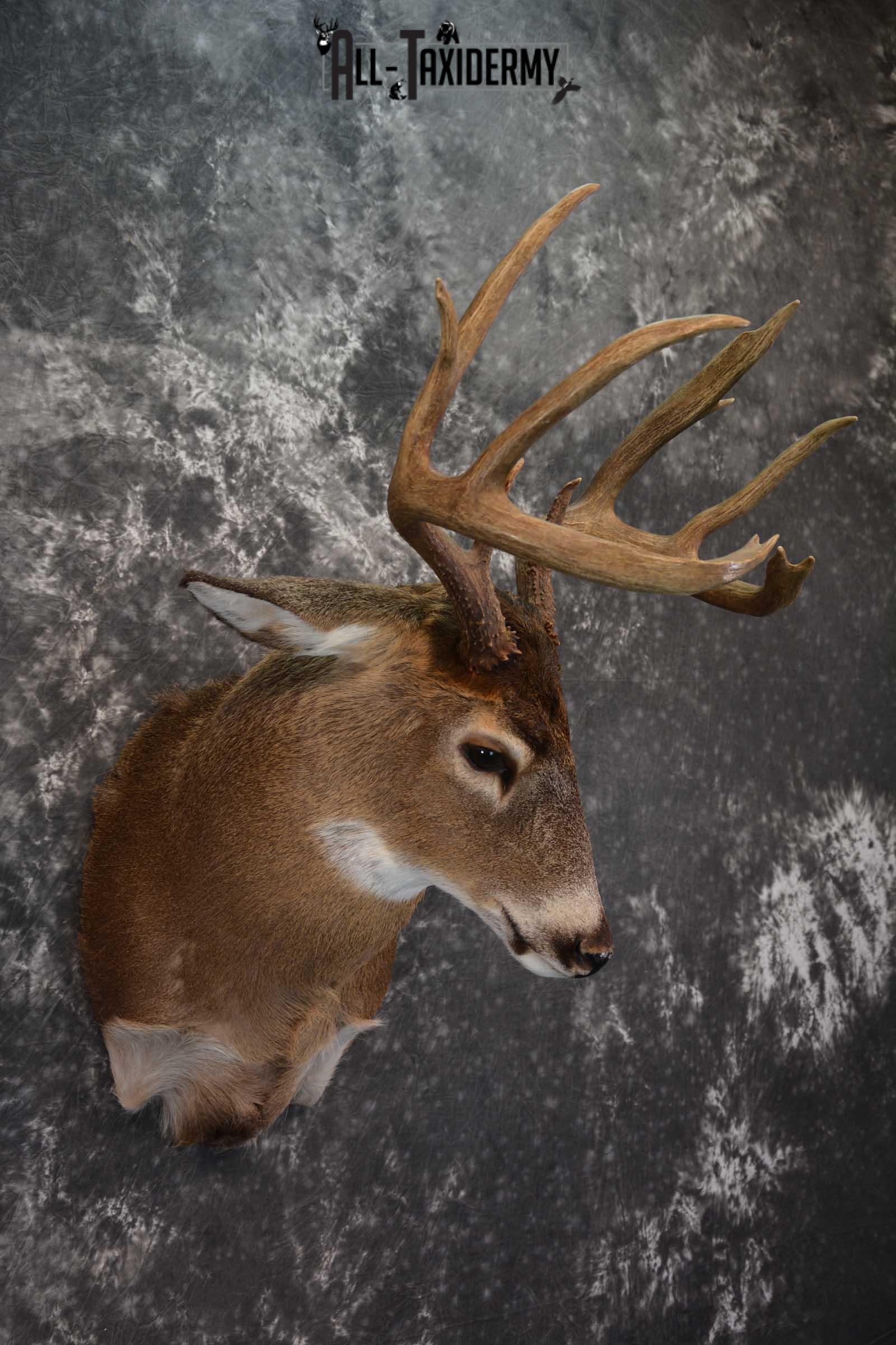 Canadian Whitetail Deer Shoulder Taxidermy Mount SKU 1548 - Image 6