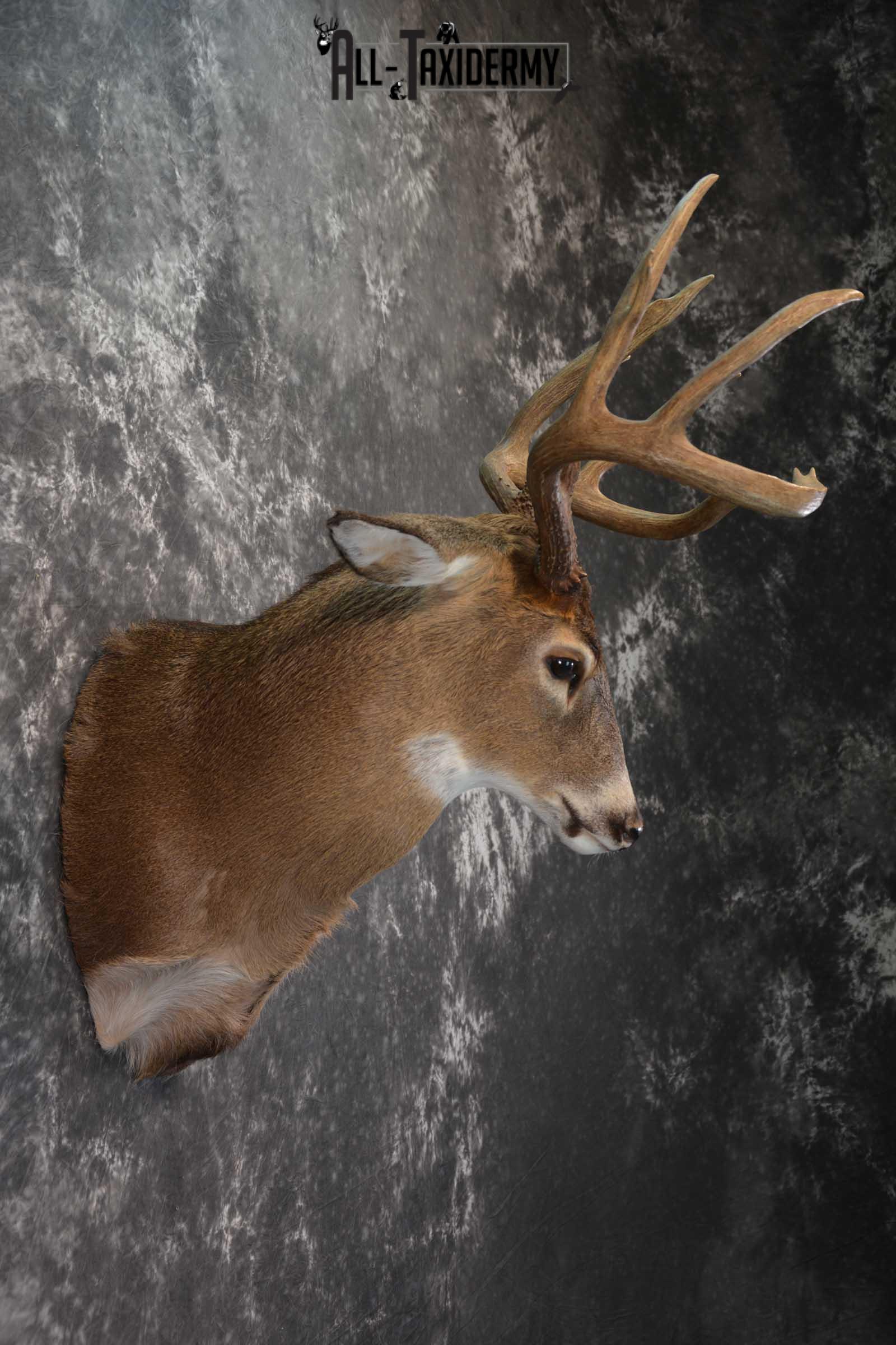 Canadian Whitetail Deer Shoulder Taxidermy Mount SKU 1548 - Image 5