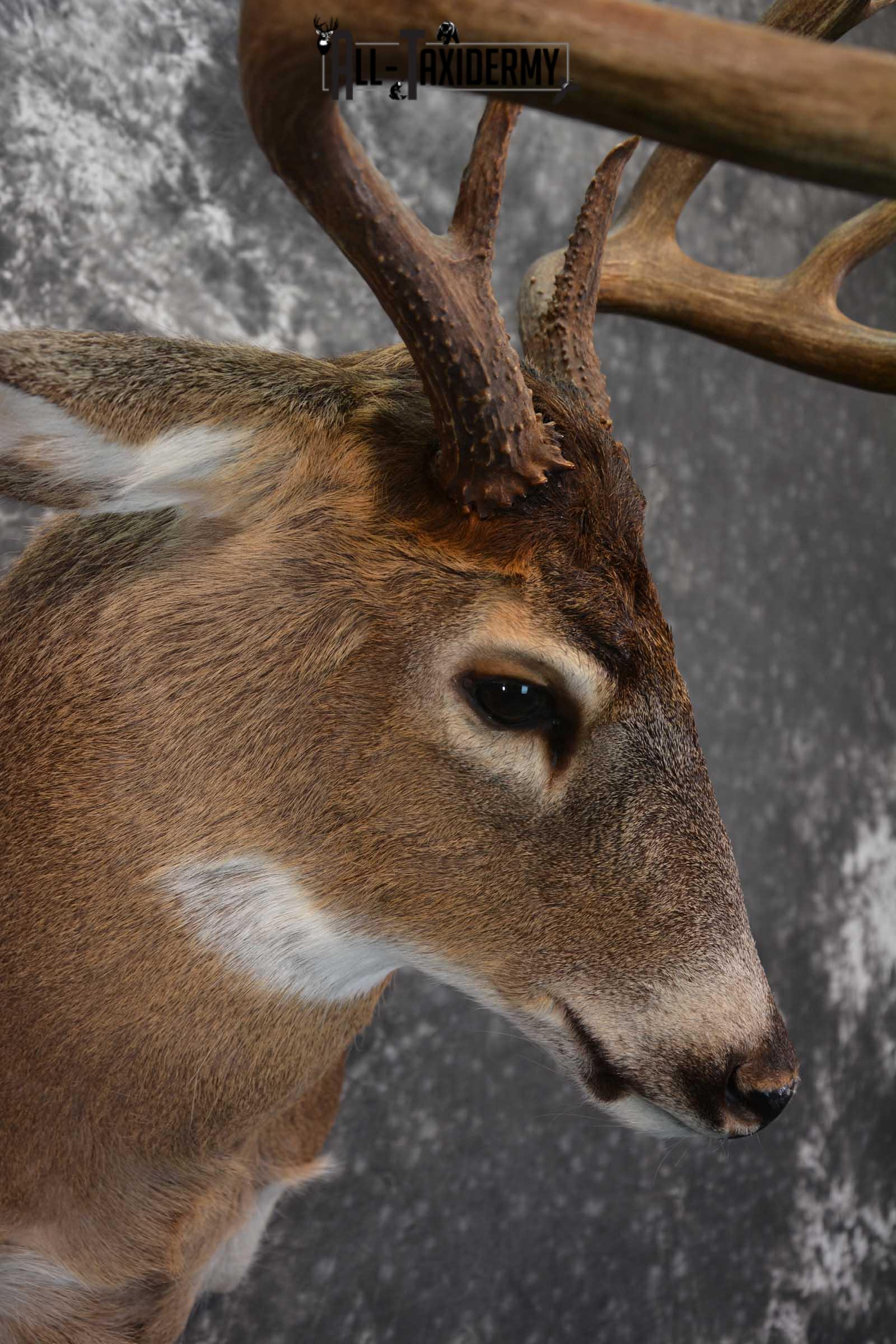 Canadian Whitetail Deer Shoulder Taxidermy Mount SKU 1548 - Image 4