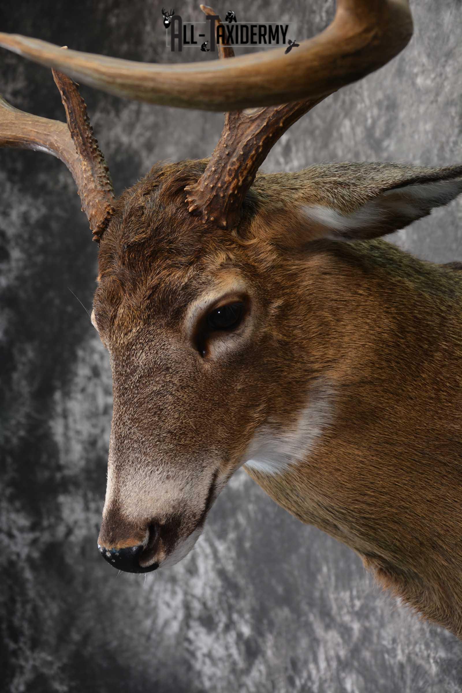 Canadian Whitetail Deer Shoulder Taxidermy Mount SKU 1548 - Image 3