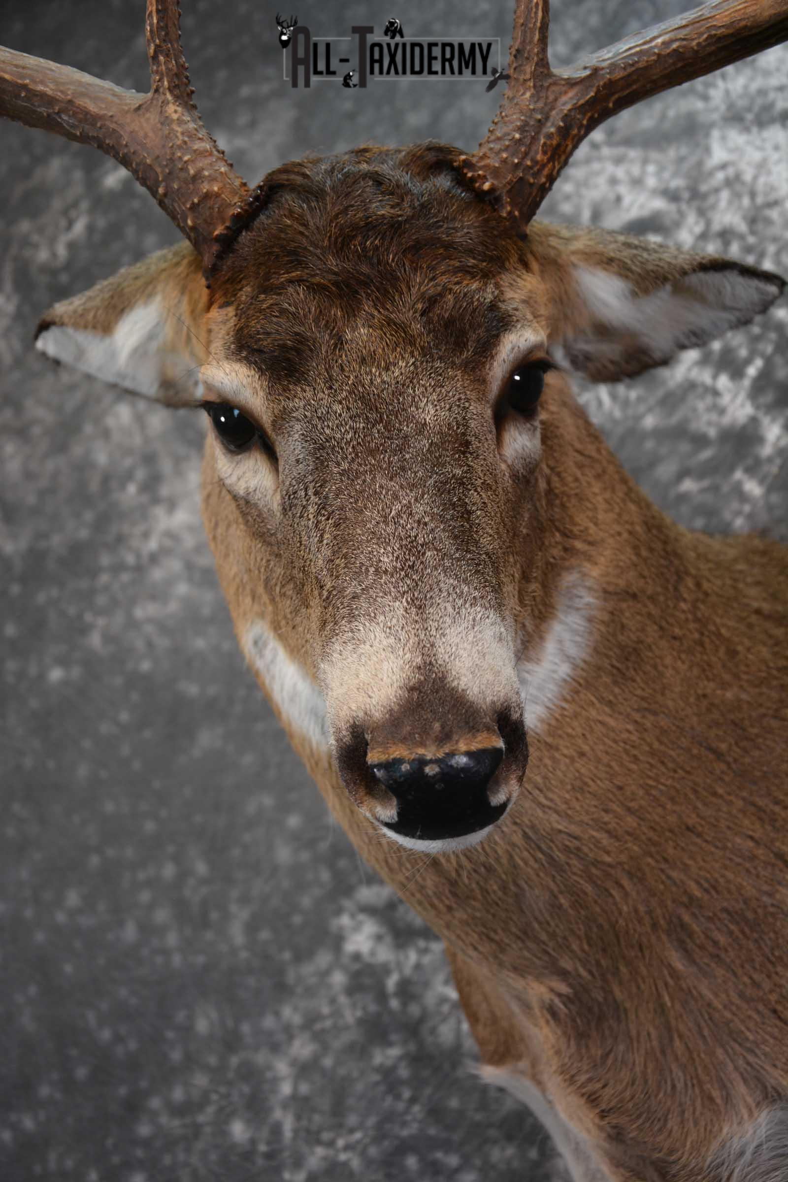 Canadian Whitetail Deer Shoulder Taxidermy Mount SKU 1548 - Image 2