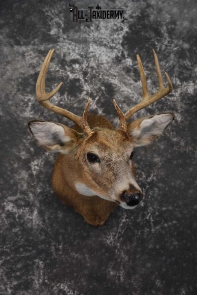 Whitetail Deer Shoulder Taxidermy Mount SKU 1542