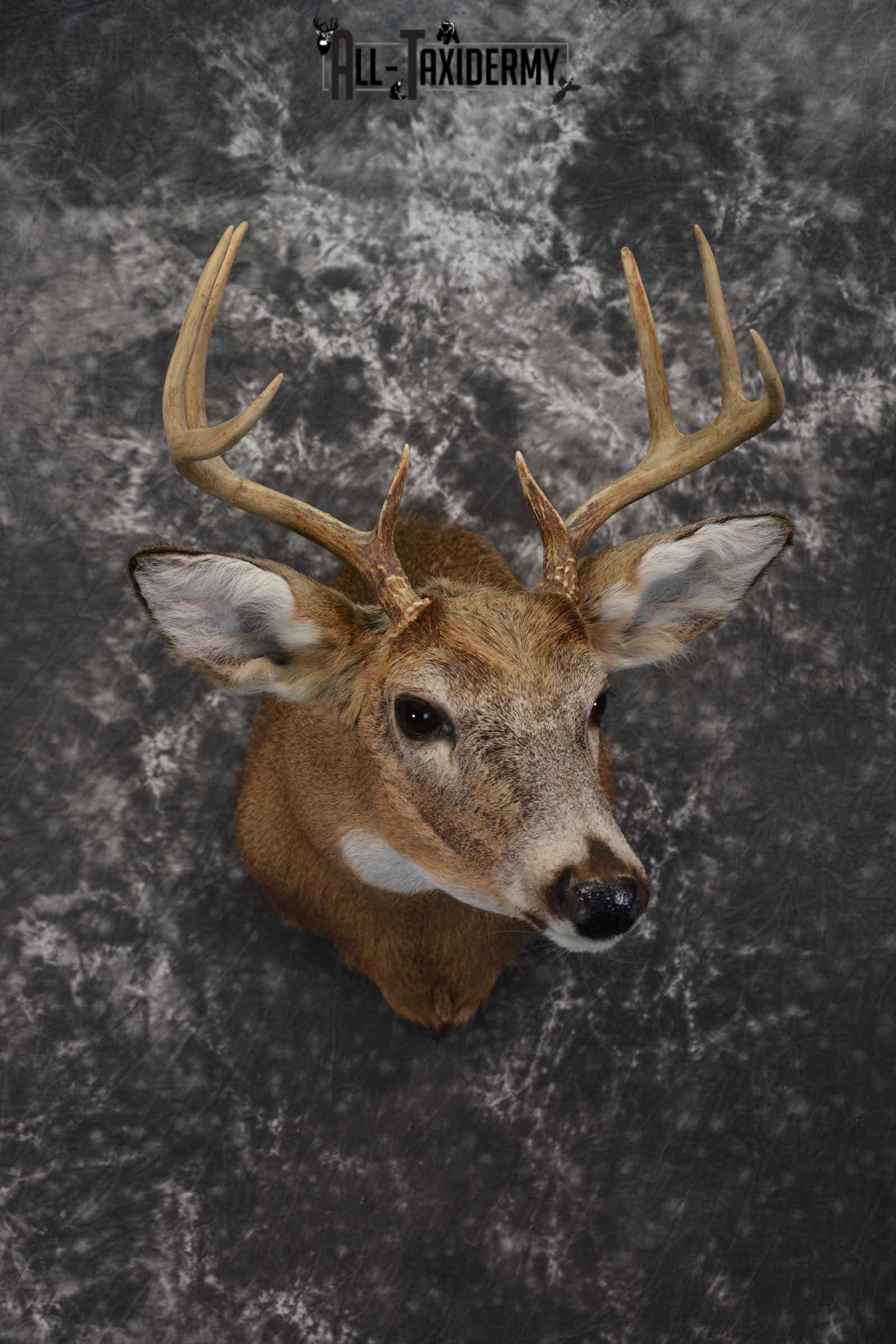 whitetail-deer-mounts-all-taxidermy