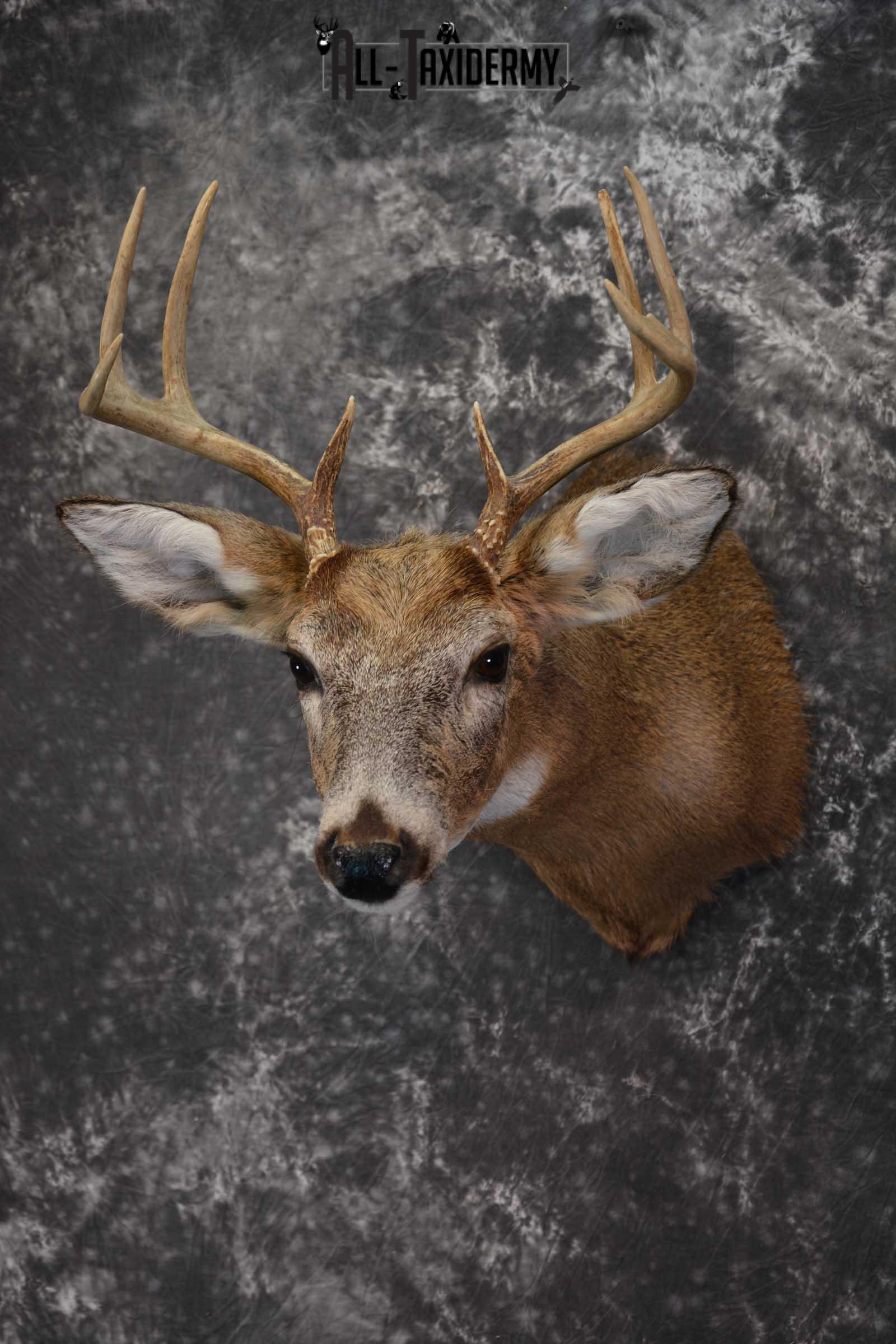Whitetail Deer Shoulder Taxidermy Mount SKU 1542 - Image 8