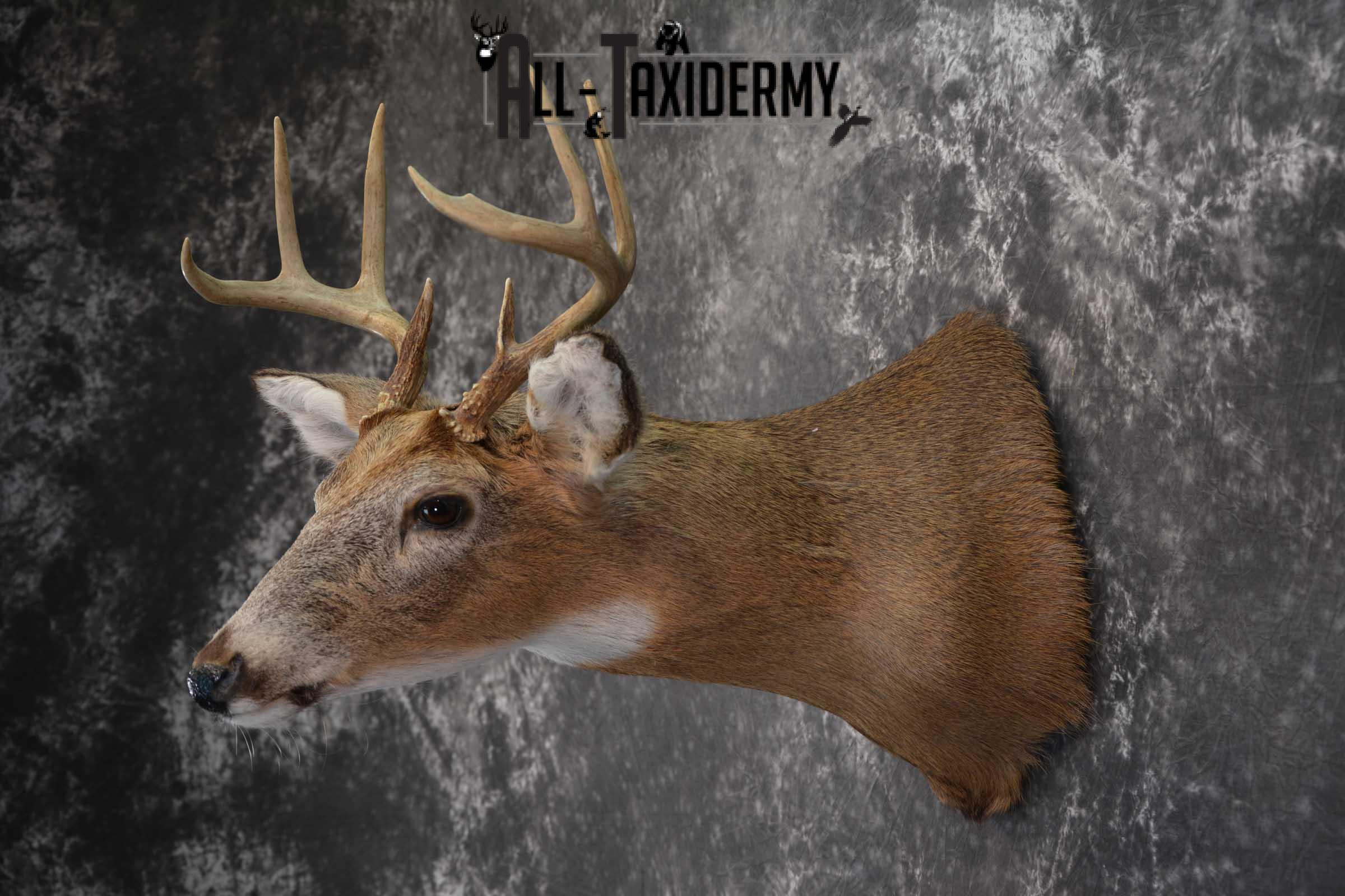 Whitetail Deer Shoulder Taxidermy Mount SKU 1542 - Image 7