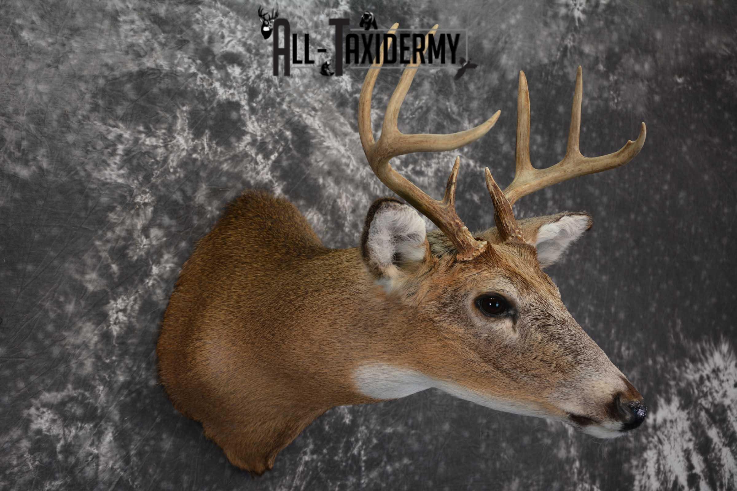 Whitetail Deer Shoulder Taxidermy Mount SKU 1542 - Image 6