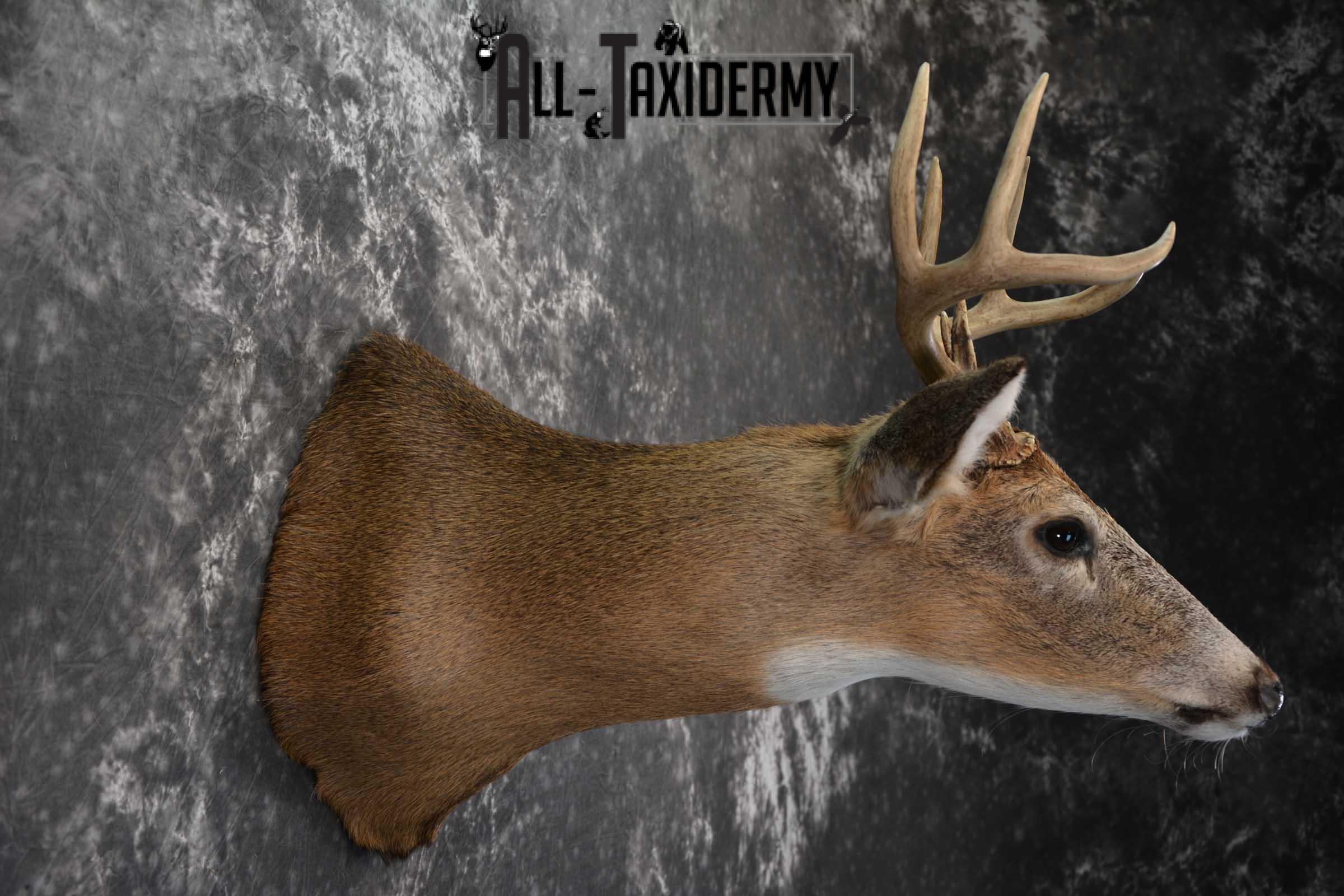 Whitetail Deer Shoulder Taxidermy Mount SKU 1542 - Image 5