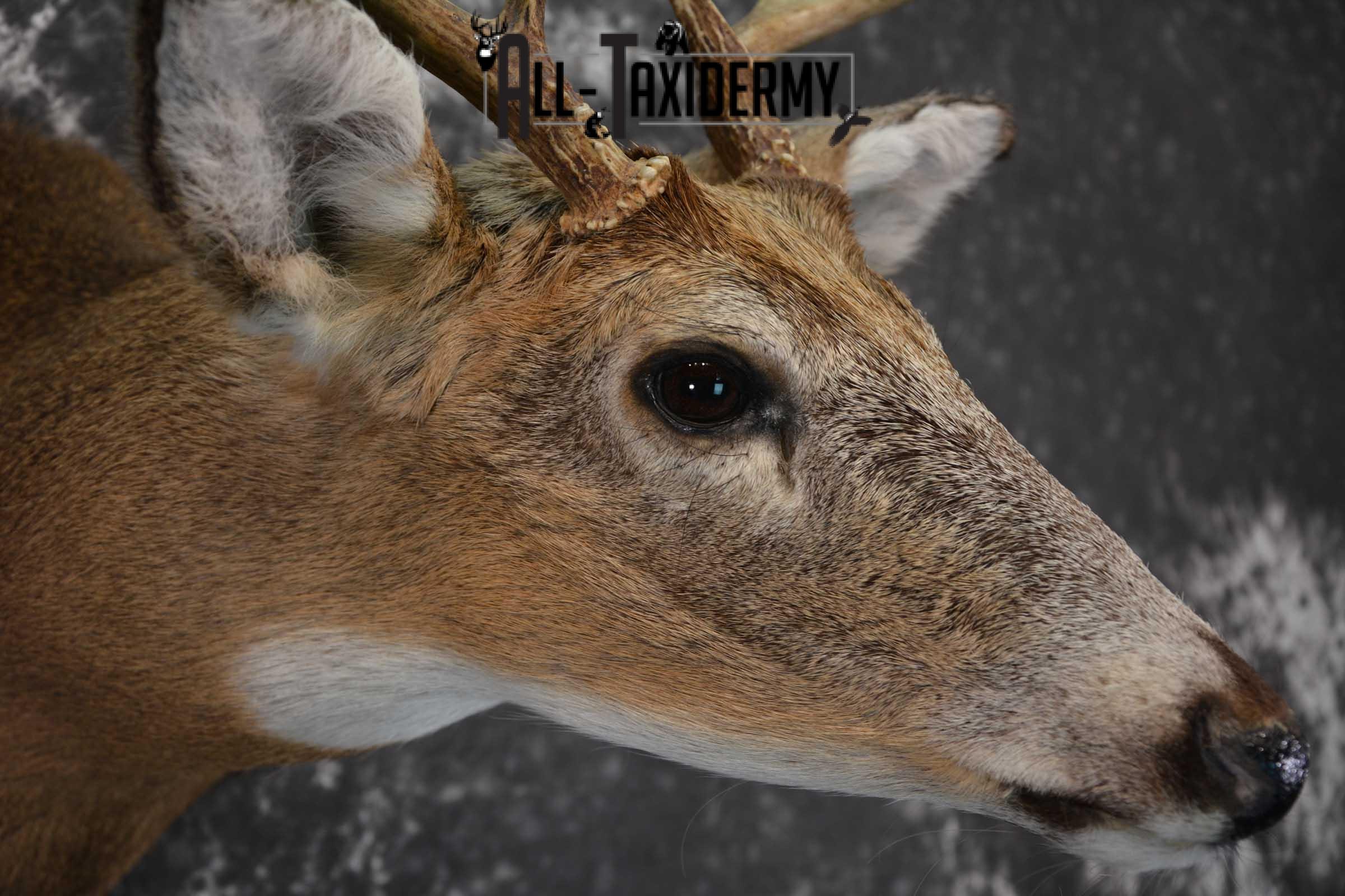 Whitetail Deer Shoulder Taxidermy Mount SKU 1542 - Image 4