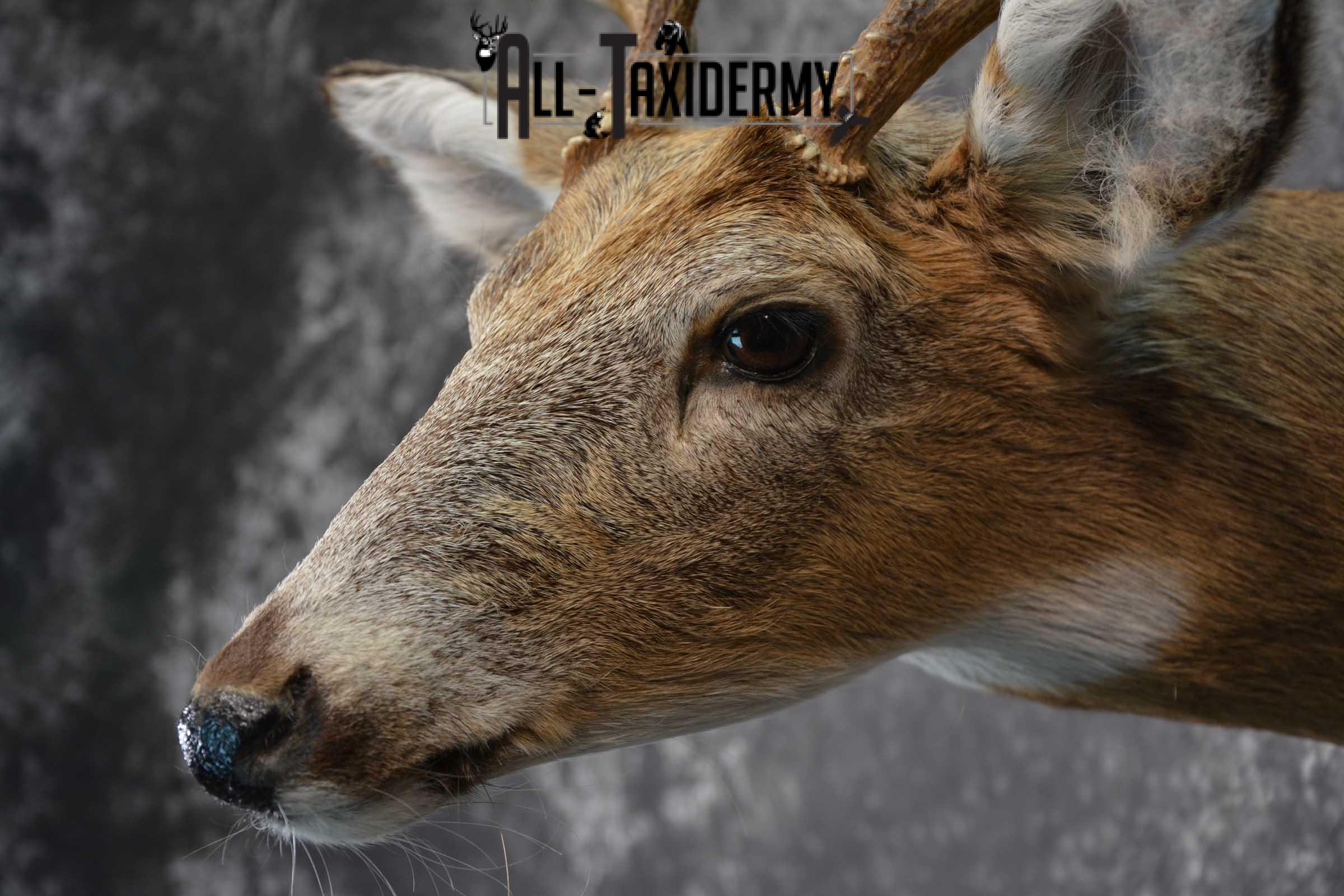 Whitetail Deer Shoulder Taxidermy Mount SKU 1542 - Image 3