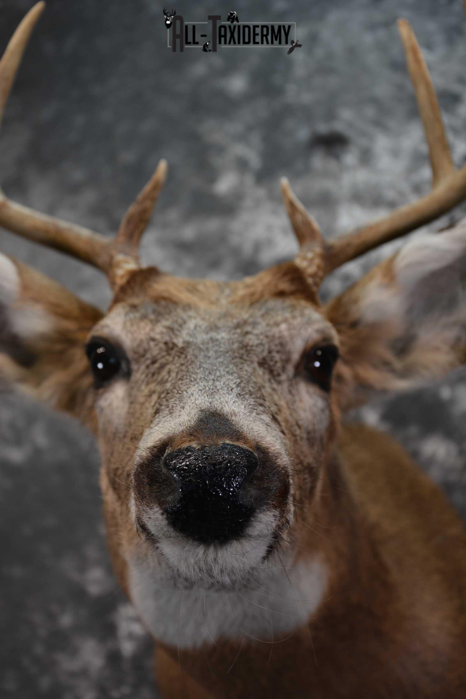 Whitetail Deer Shoulder Taxidermy Mount SKU 1542 - Image 2