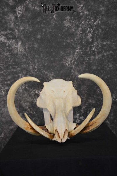 African Warthog Skull taxidermy for sale SKU 1557
