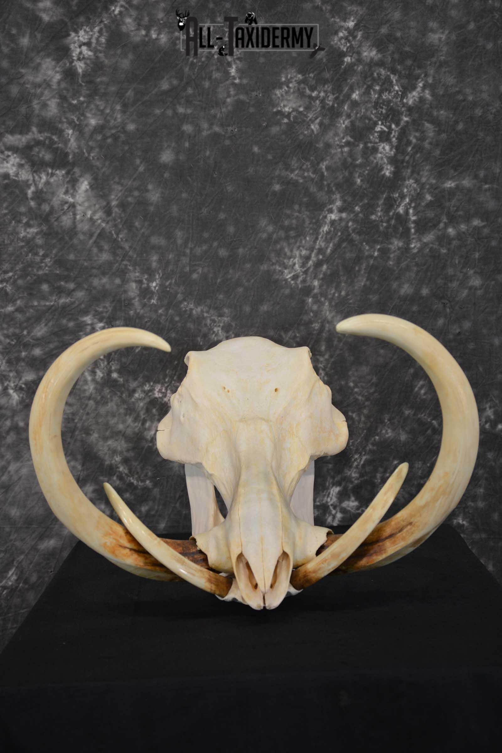 African Warthog Skull taxidermy for sale SKU 1557