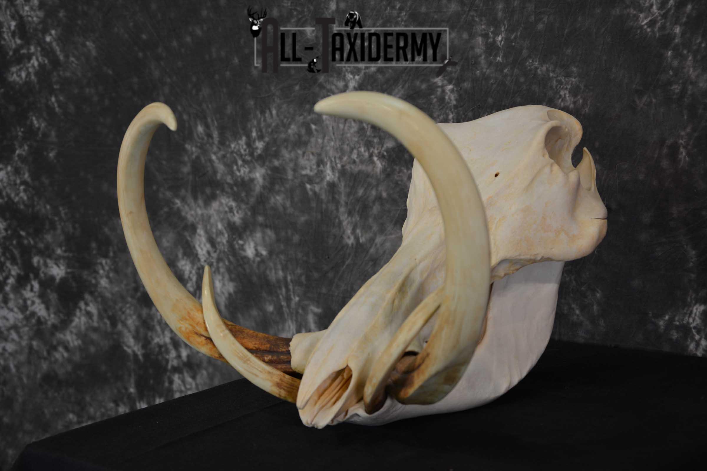 African Warthog Skull taxidermy for sale SKU 1557 - Image 6