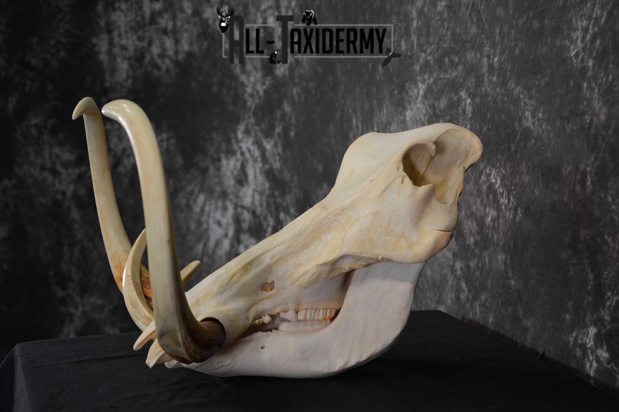 African Warthog Skull taxidermy for sale SKU 1557 - Image 5