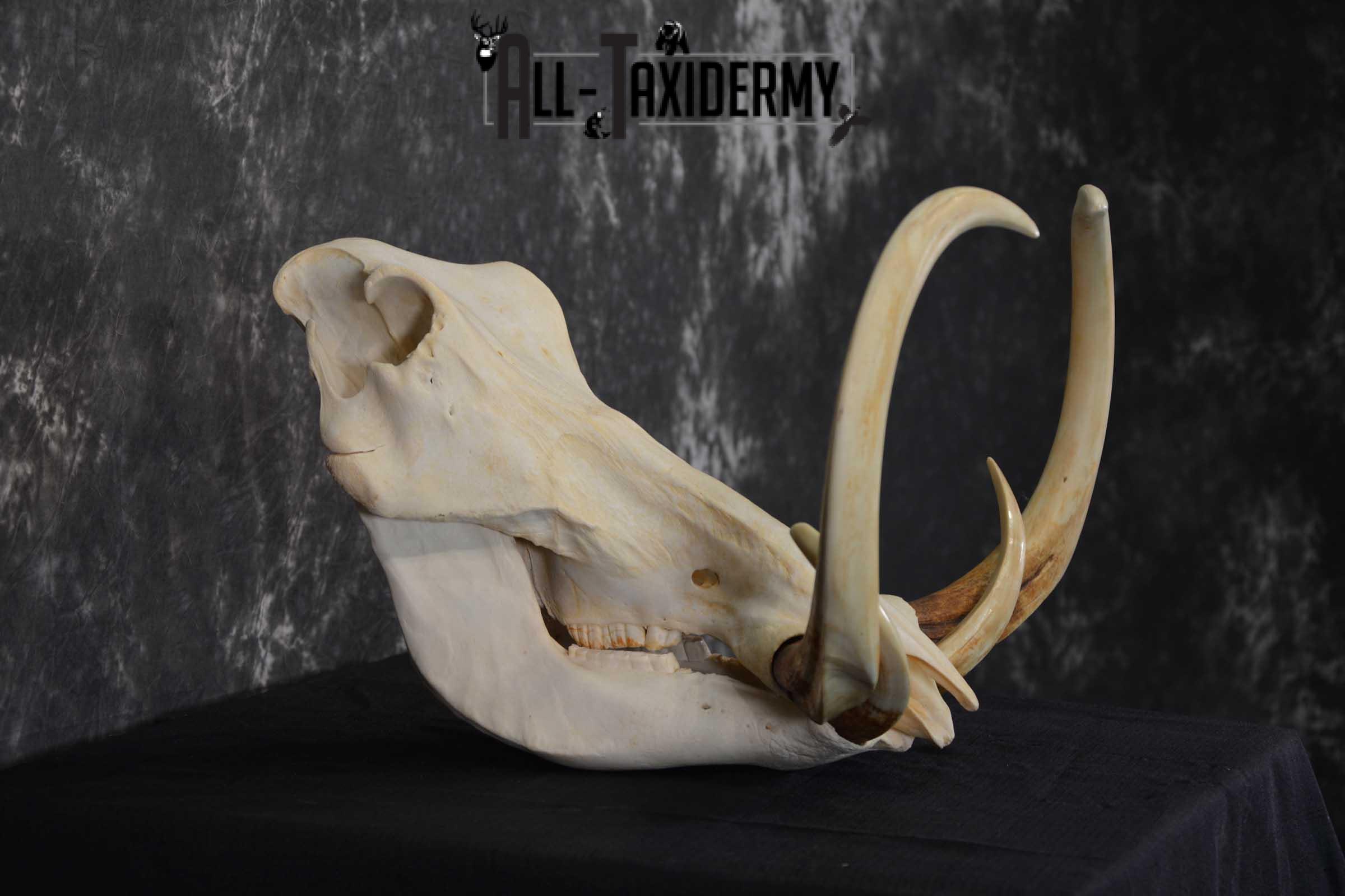 African Warthog Skull taxidermy for sale SKU 1557 - Image 3