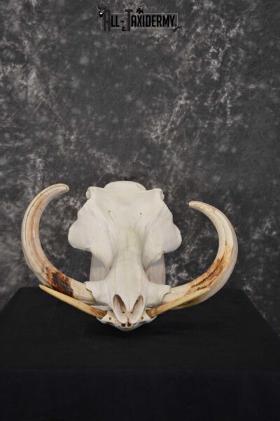 African Warthog Skull Taxidermy for sale SKU 1556