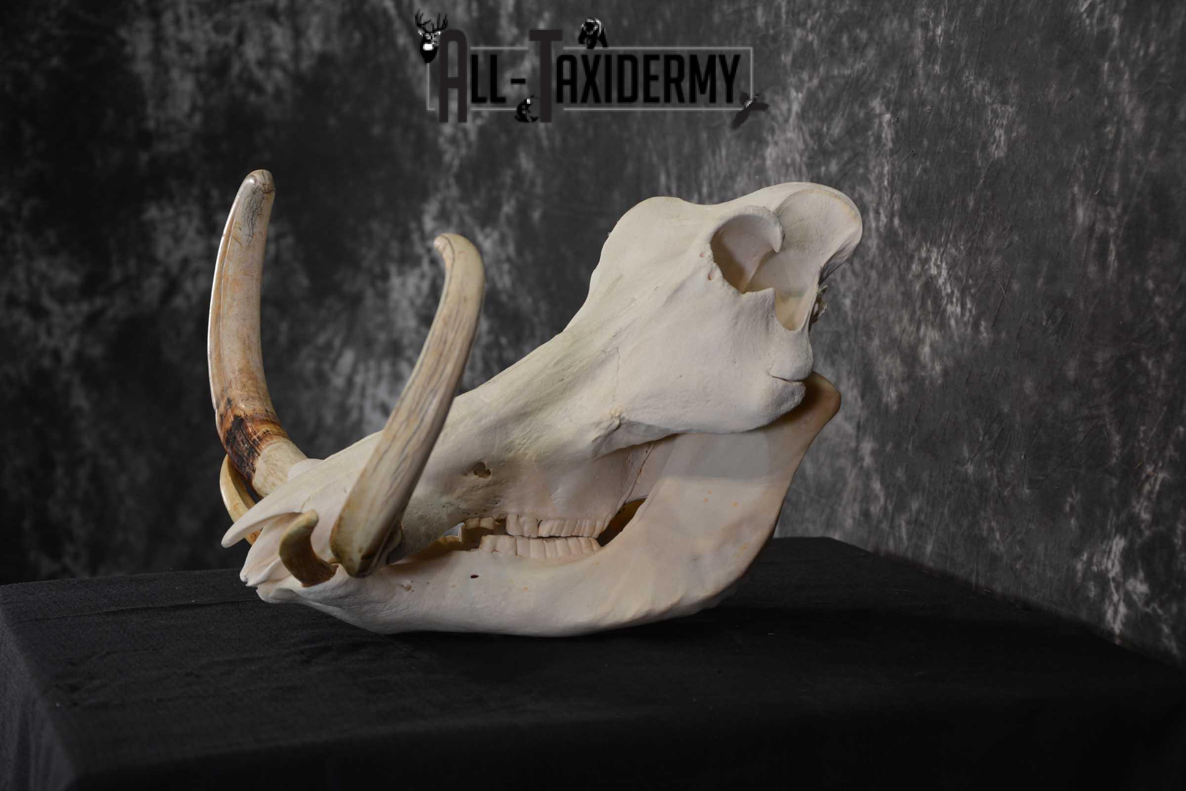 African Warthog Skull Taxidermy for sale SKU 1556 - Image 4