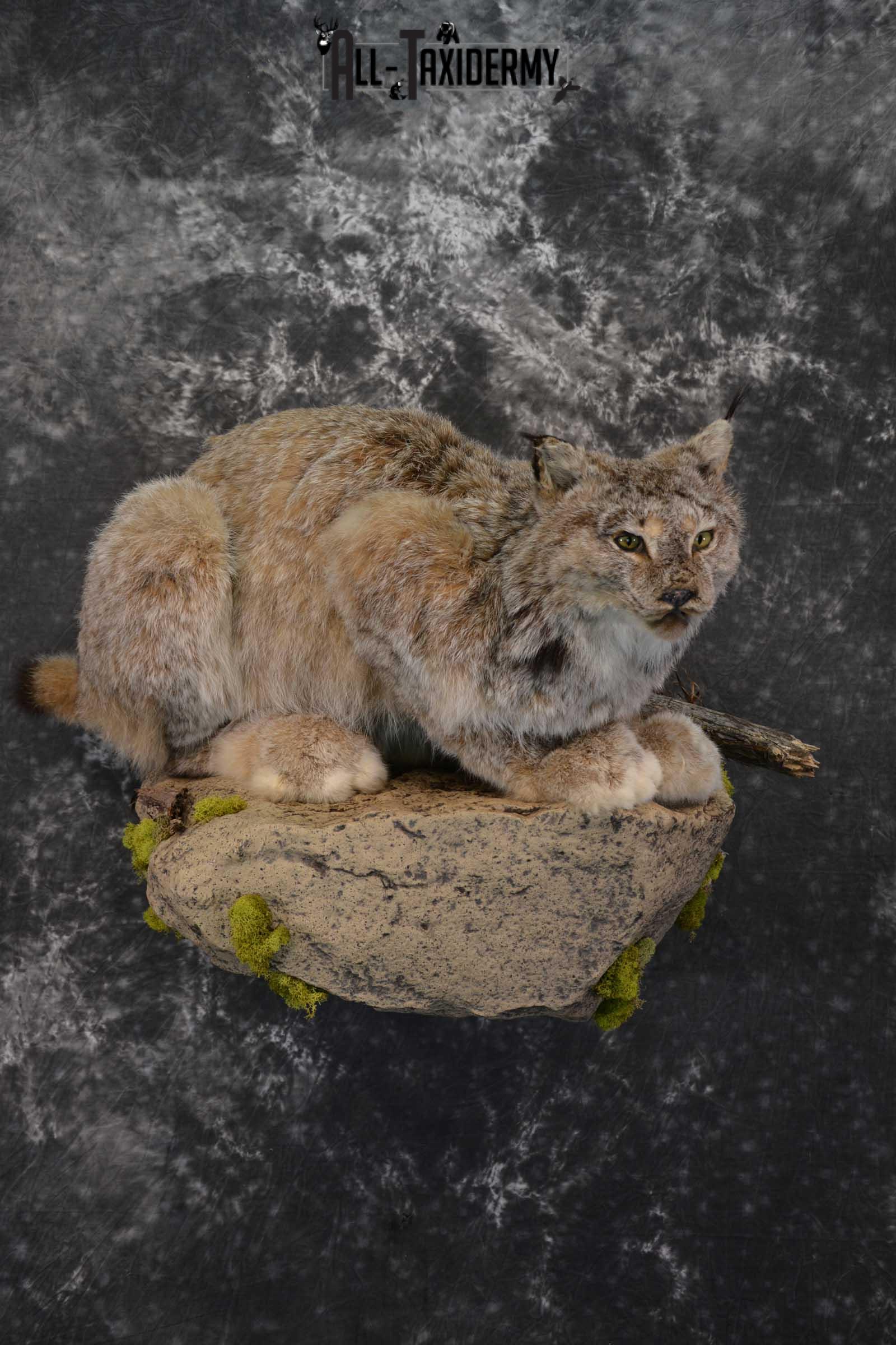 Life Size Lynx Taxidermy Mount SKU 1550