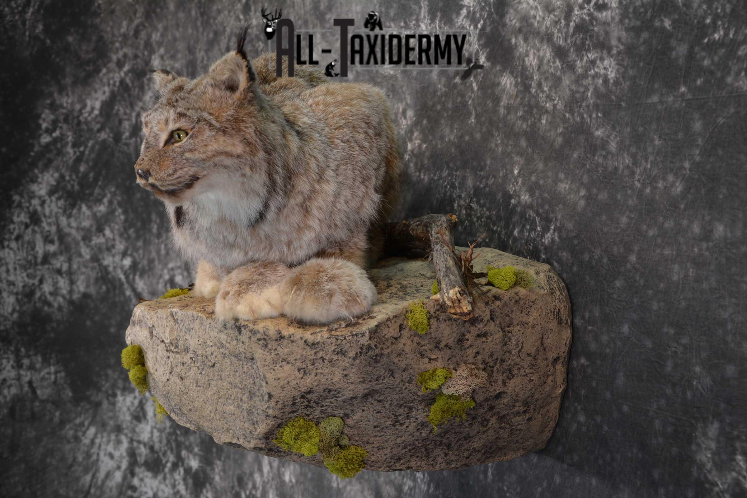 Life Size Lynx Taxidermy Mount SKU 1550 - Image 7