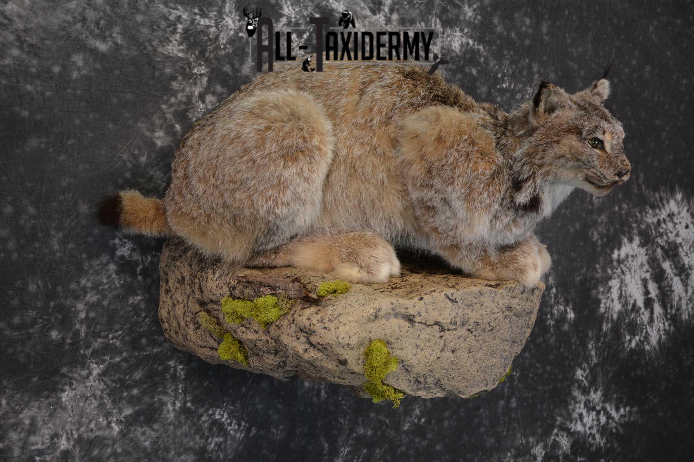 Life Size Lynx Taxidermy Mount SKU 1550 - Image 6