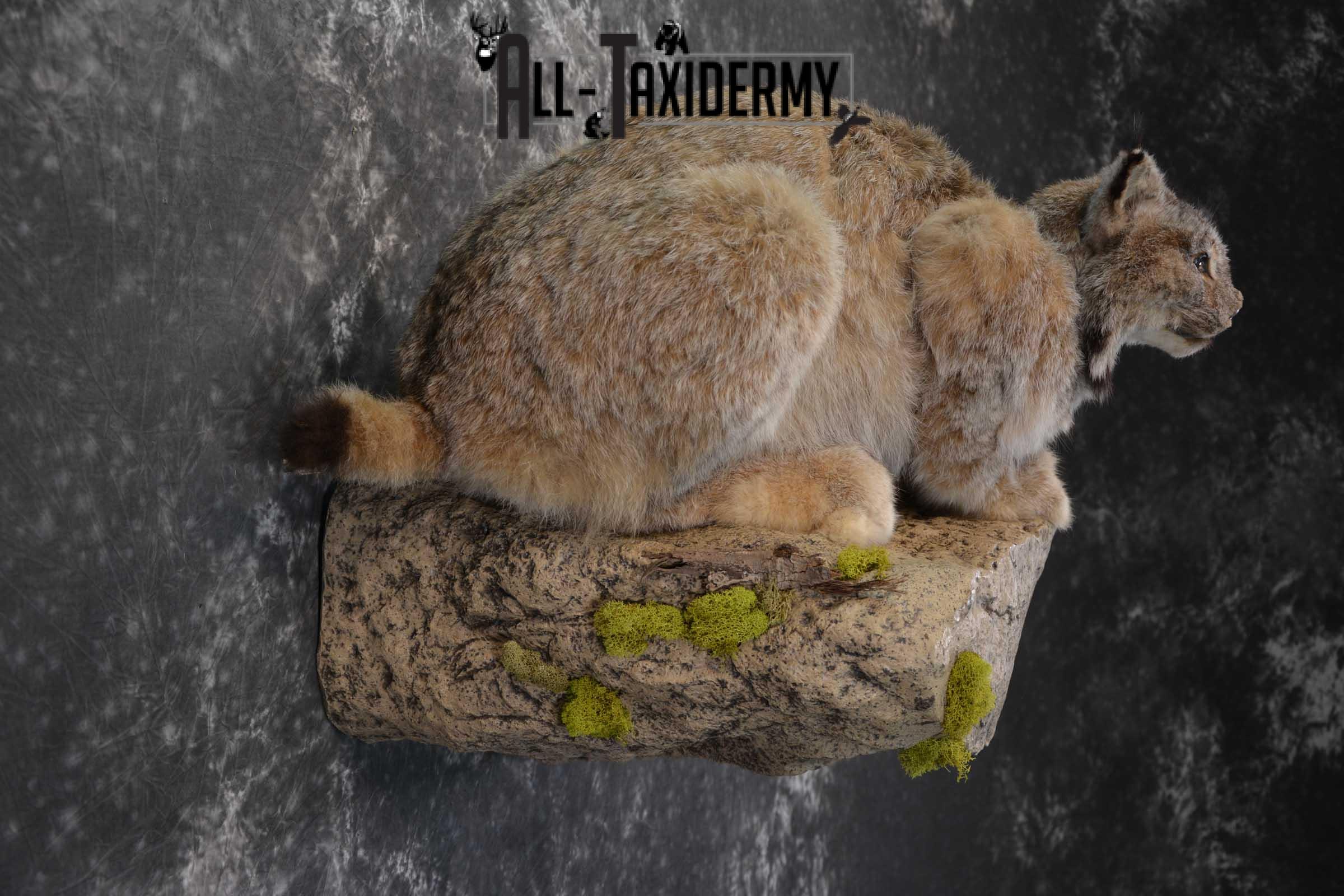 Life Size Lynx Taxidermy Mount SKU 1550 - Image 5