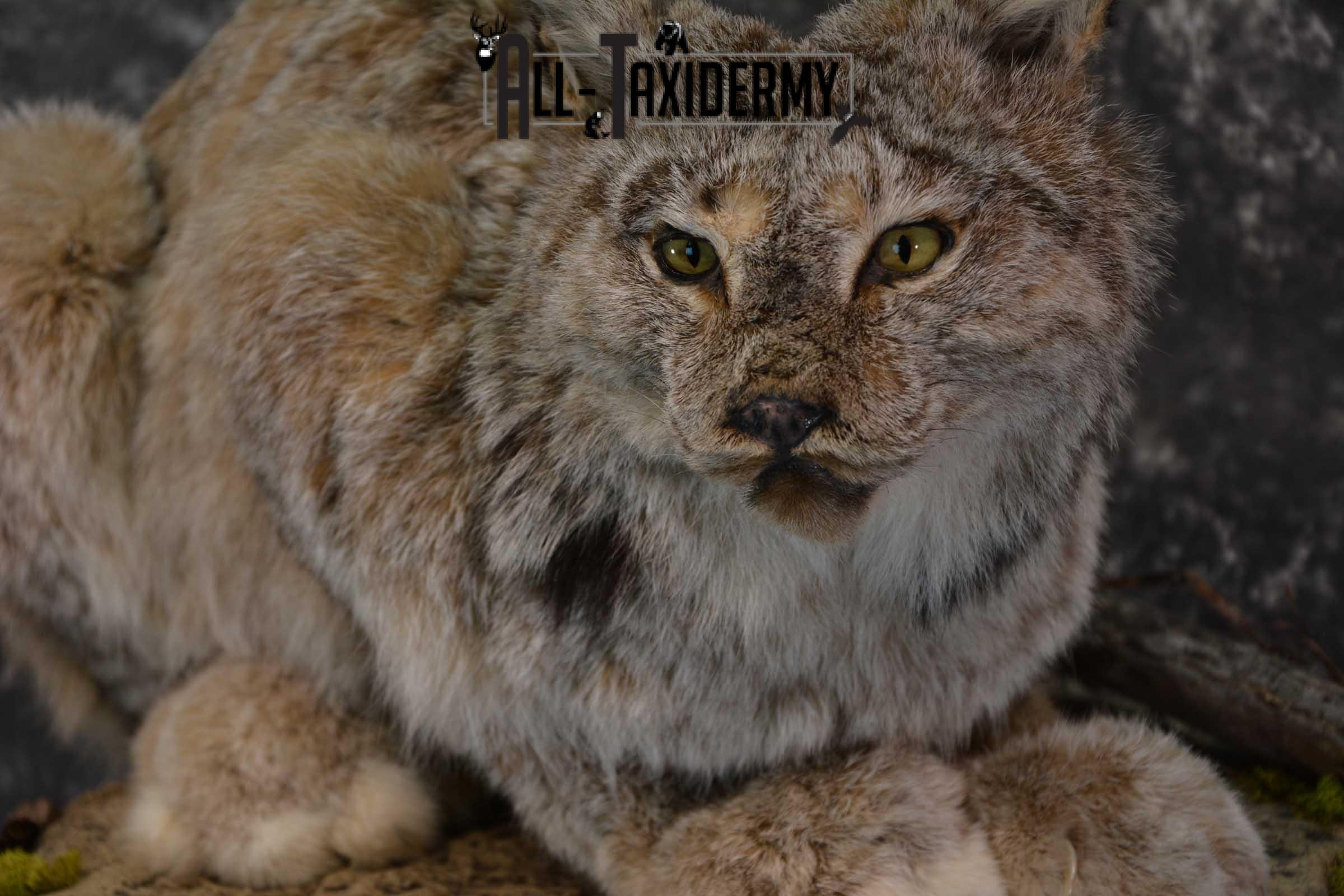 Life Size Lynx Taxidermy Mount SKU 1550 - Image 4