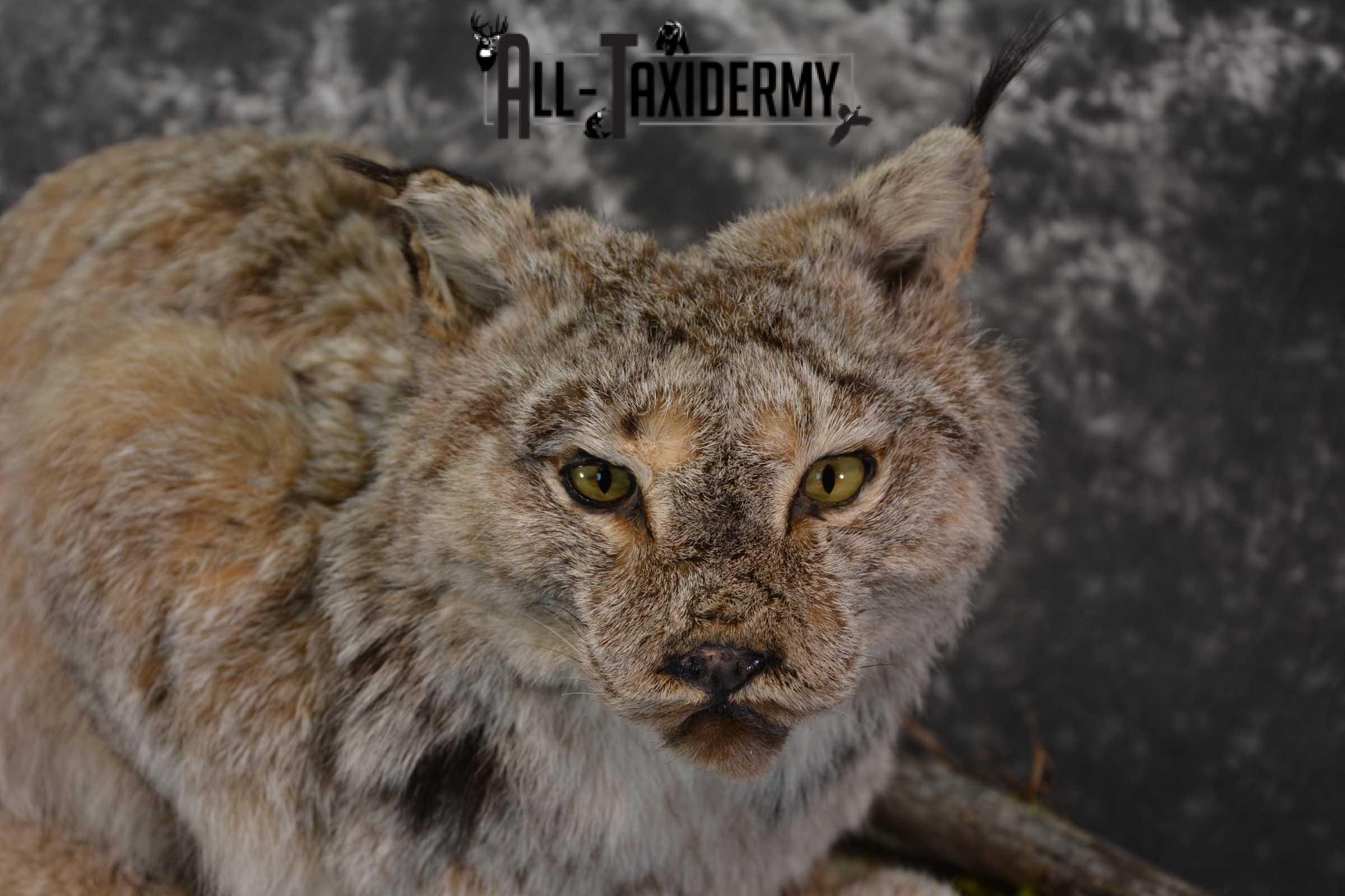 Life Size Lynx Taxidermy Mount SKU 1550 - Image 3