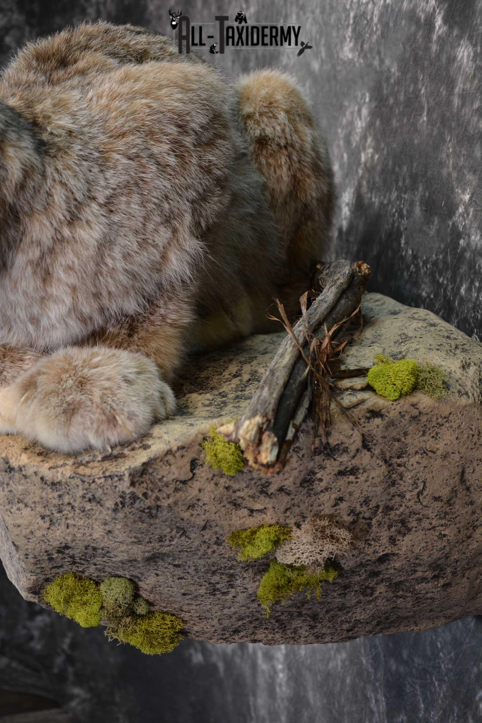 Life Size Lynx Taxidermy Mount SKU 1550 - Image 2