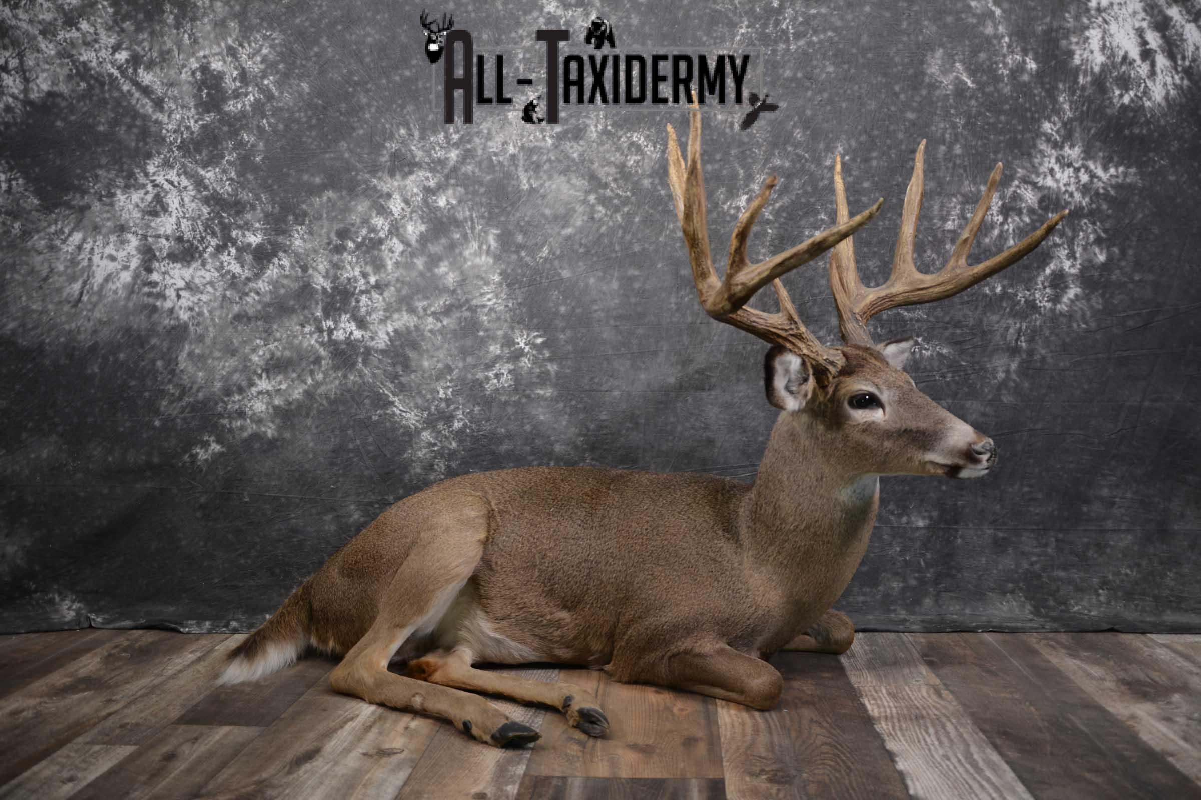 Whitetail Deer Life Size Taxidermy Mount for sale SKU 1446 - Image 10