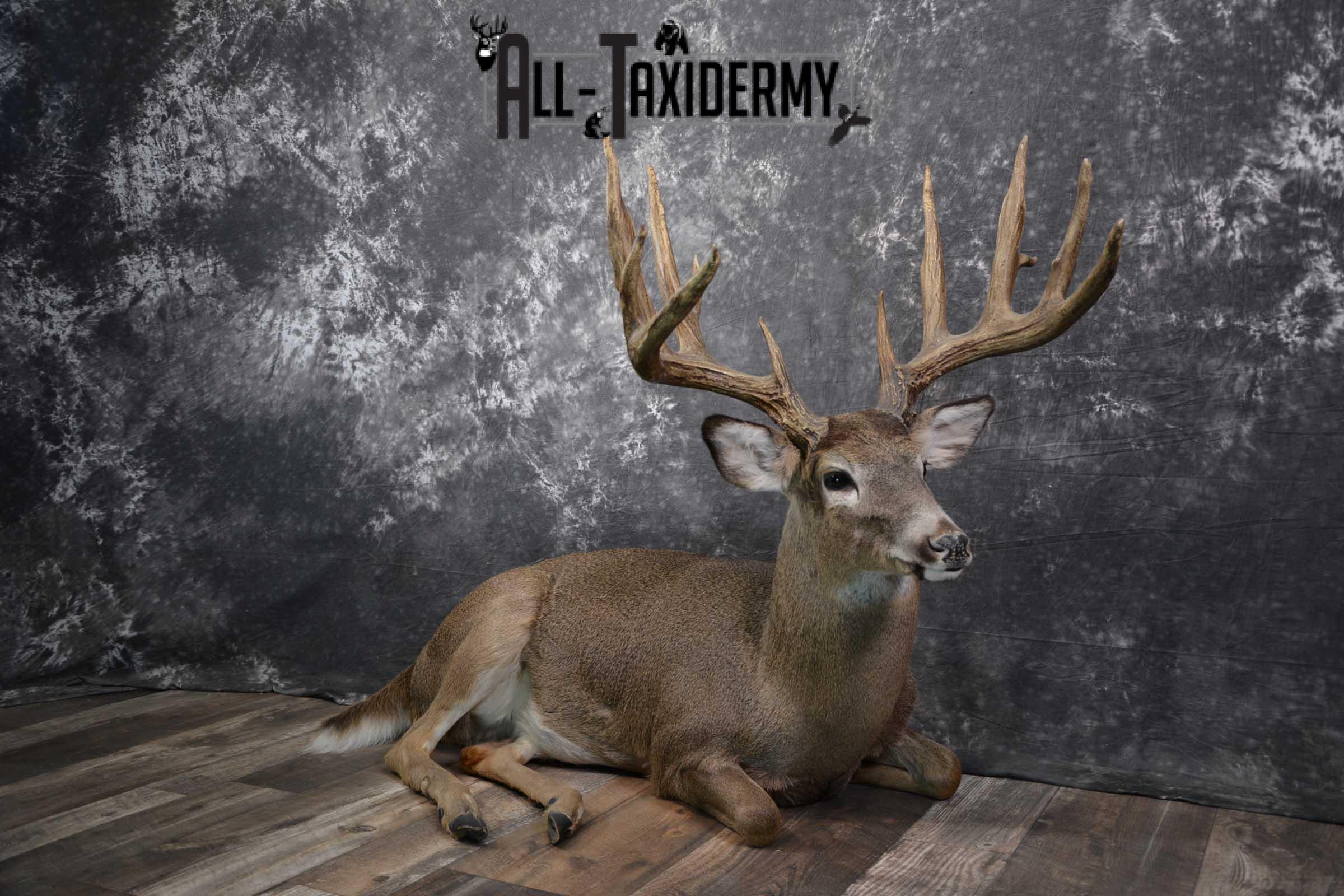 Whitetail Deer Life Size Taxidermy Mount for sale SKU 1446 - Image 8