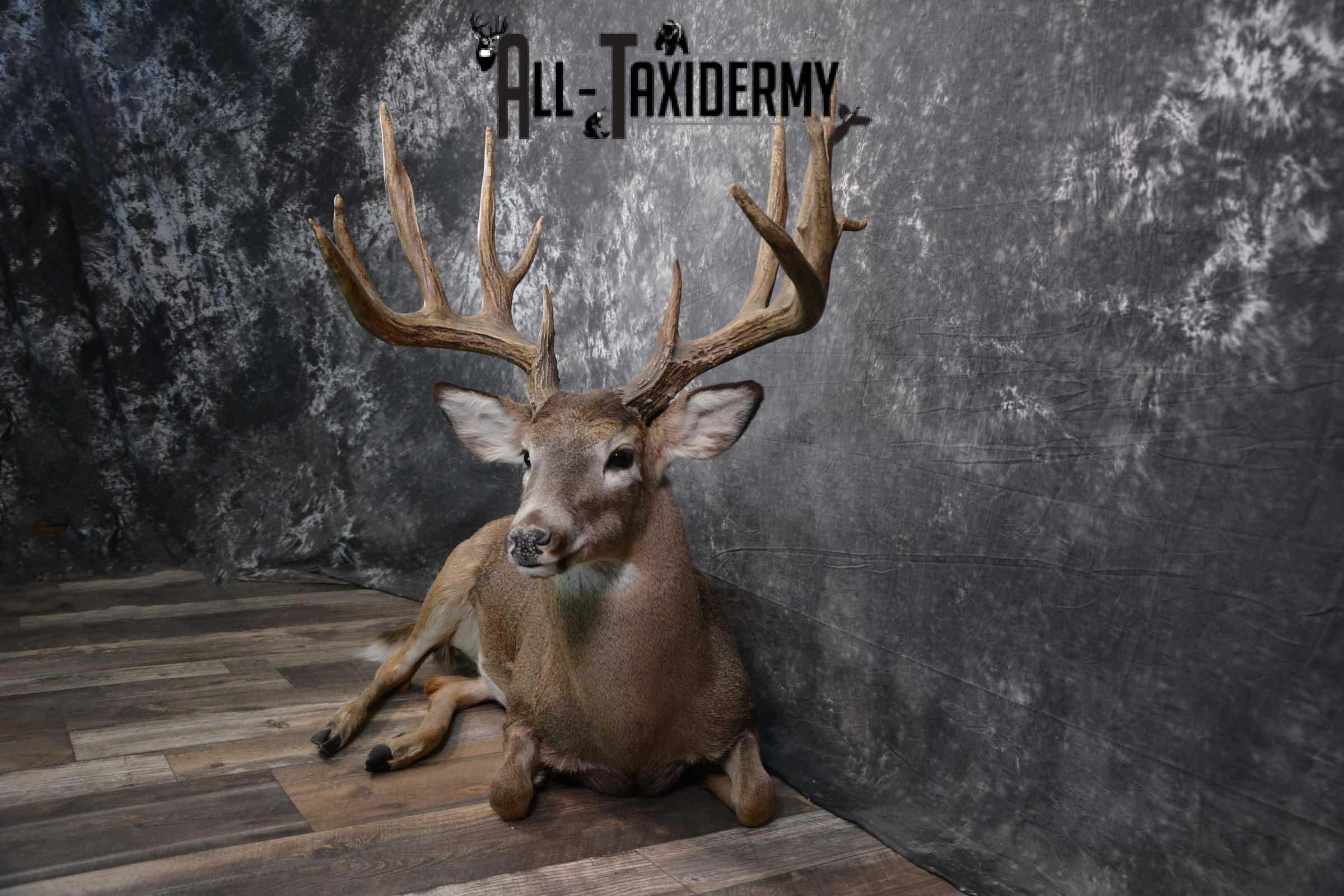 Whitetail Deer Life Size Taxidermy Mount for sale SKU 1446 - Image 7