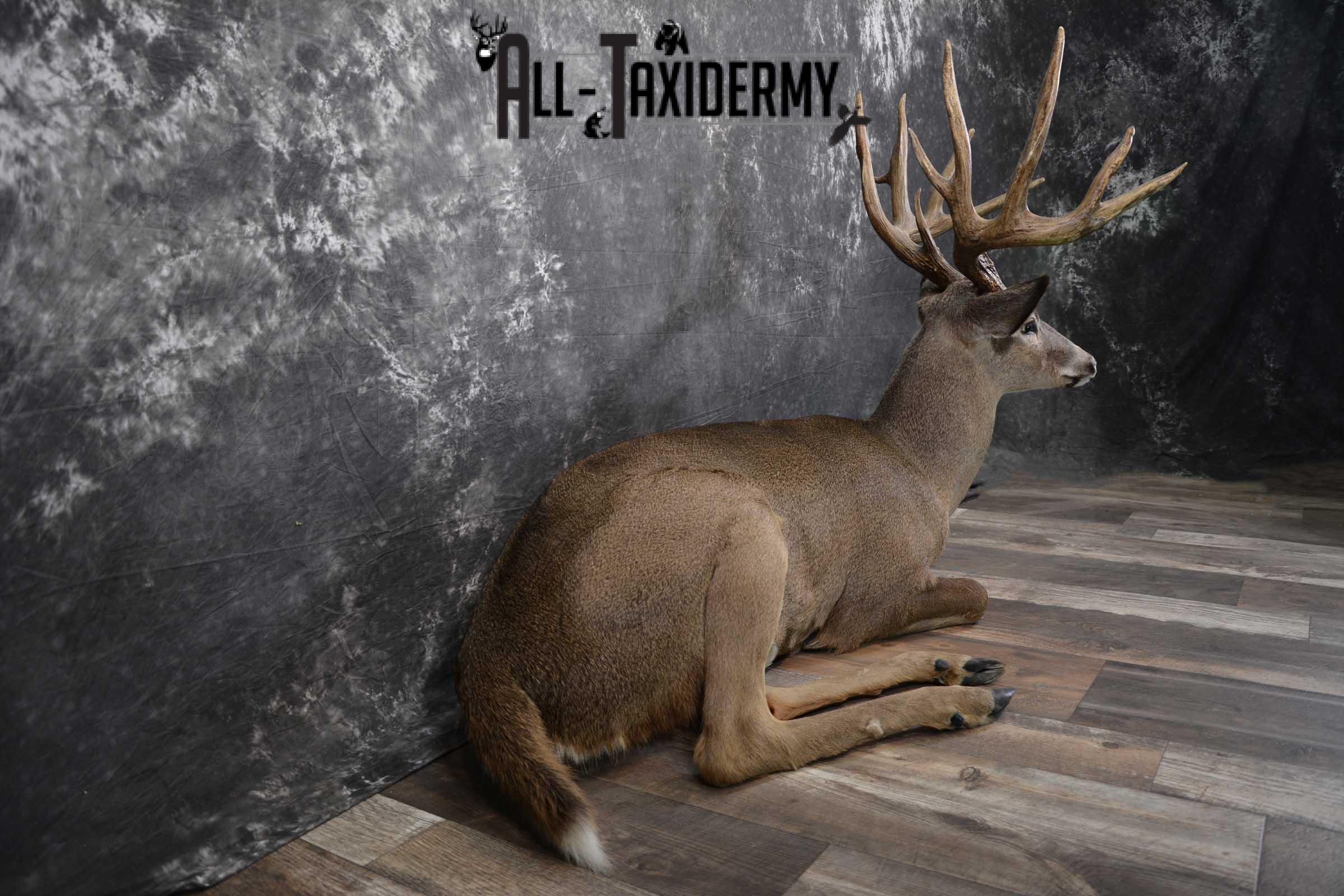 Whitetail Deer Life Size Taxidermy Mount for sale SKU 1446 - Image 5