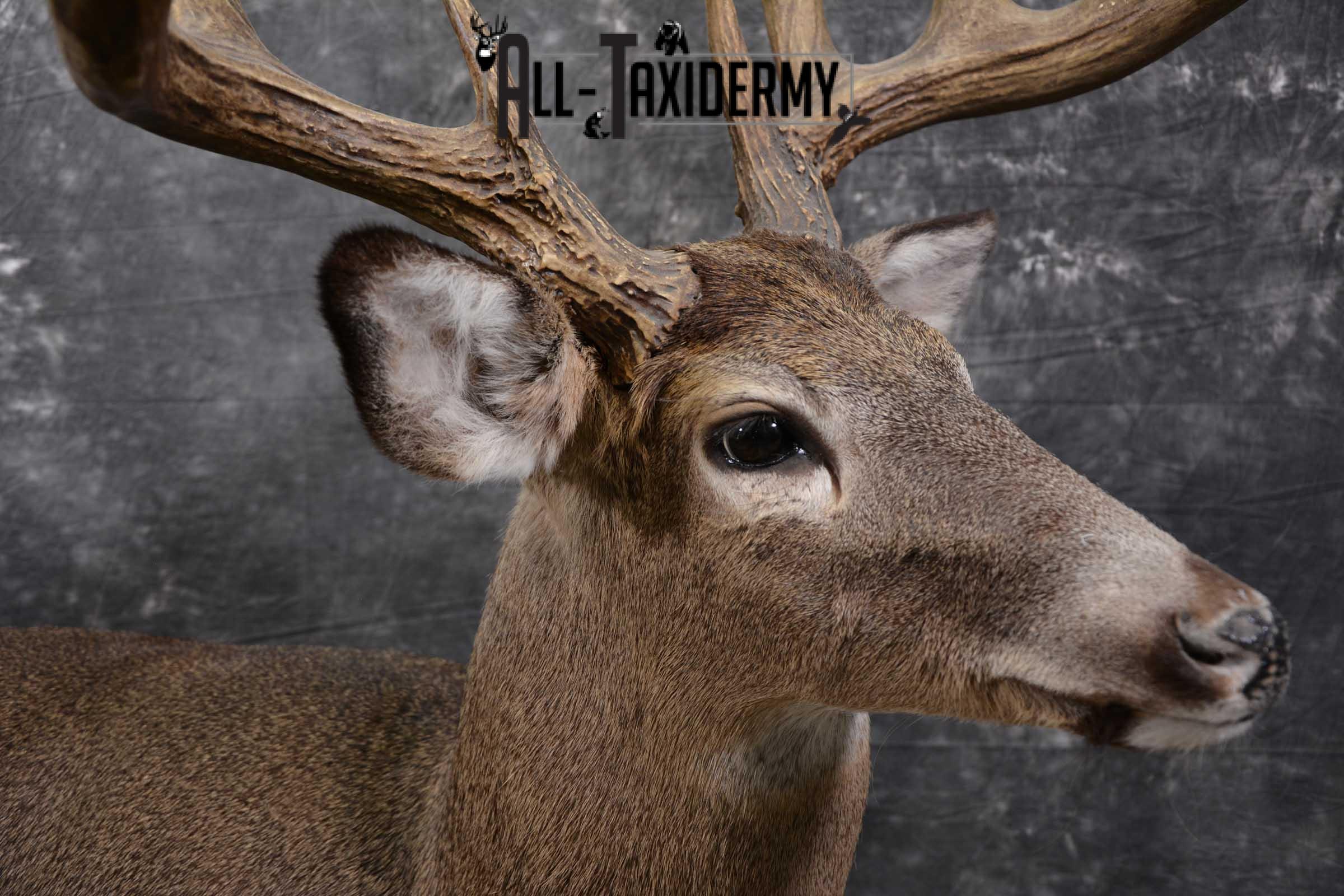 Whitetail Deer Life Size Taxidermy Mount for sale SKU 1446 - Image 4