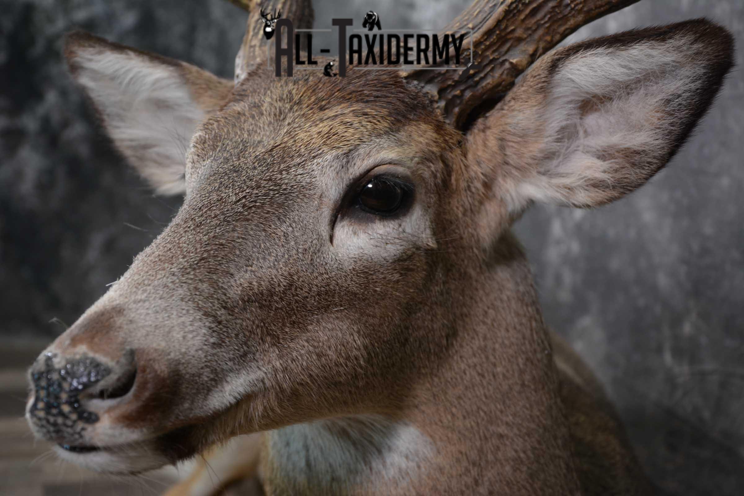 Whitetail Deer Life Size Taxidermy Mount for sale SKU 1446 - Image 3