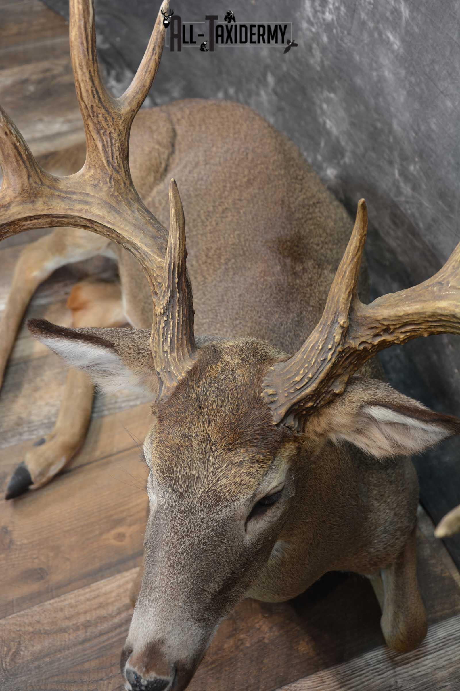 Whitetail Deer Life Size Taxidermy Mount for sale SKU 1446 - Image 2