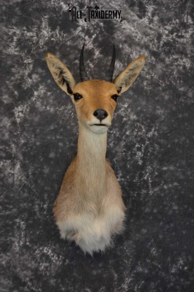 South African Reedbuck Taxidermy Mount SKU 1563