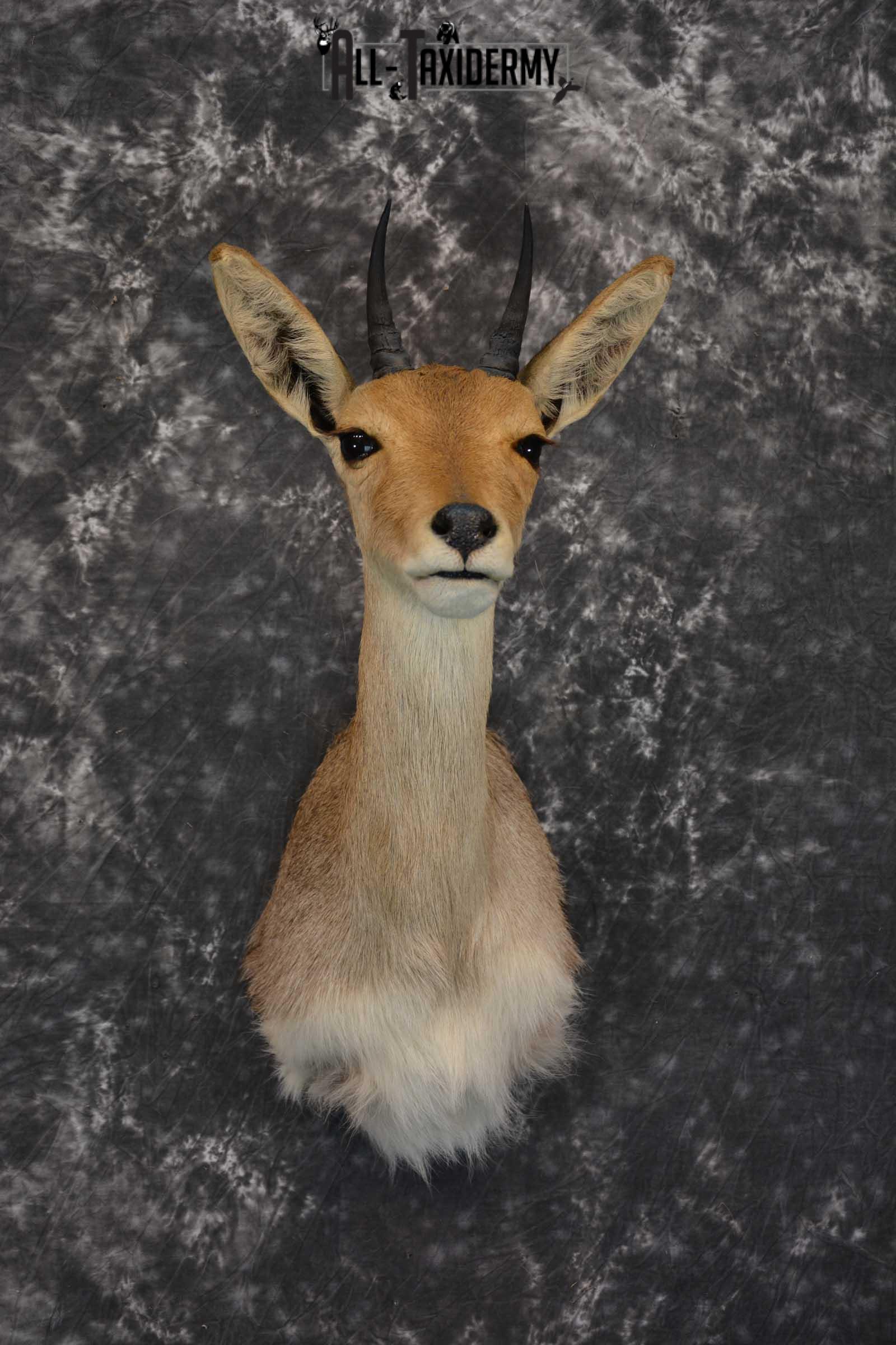 South African Reedbuck Taxidermy Mount SKU 1563