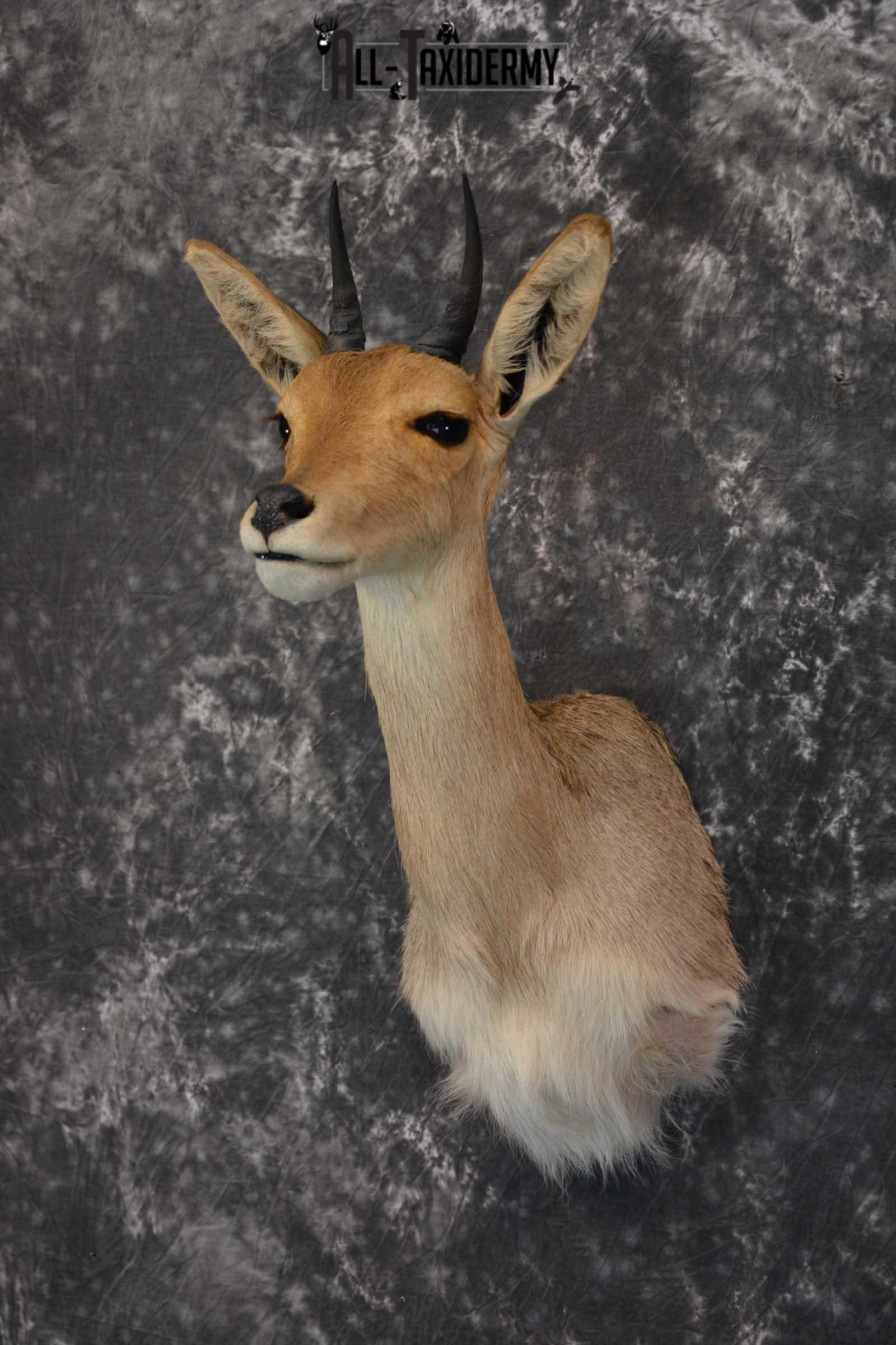 South African Reedbuck Taxidermy Mount SKU 1563 - Image 8