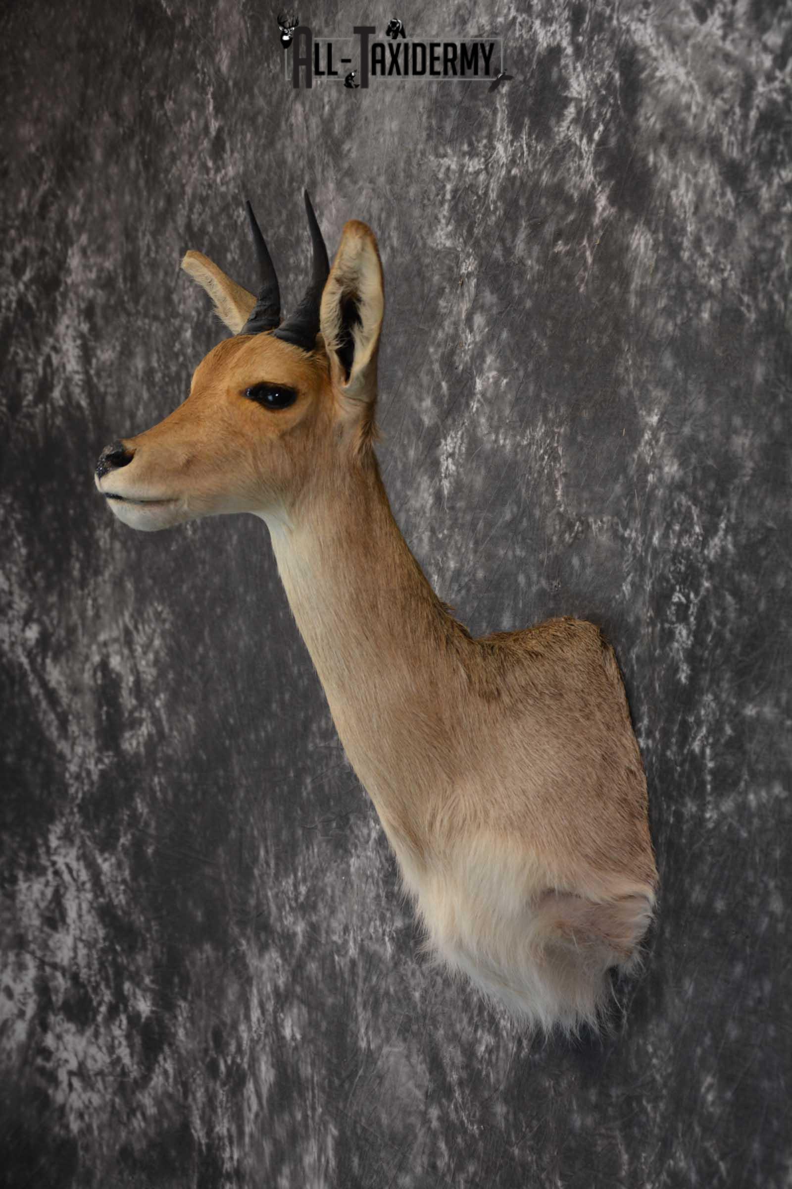 South African Reedbuck Taxidermy Mount SKU 1563 - Image 7