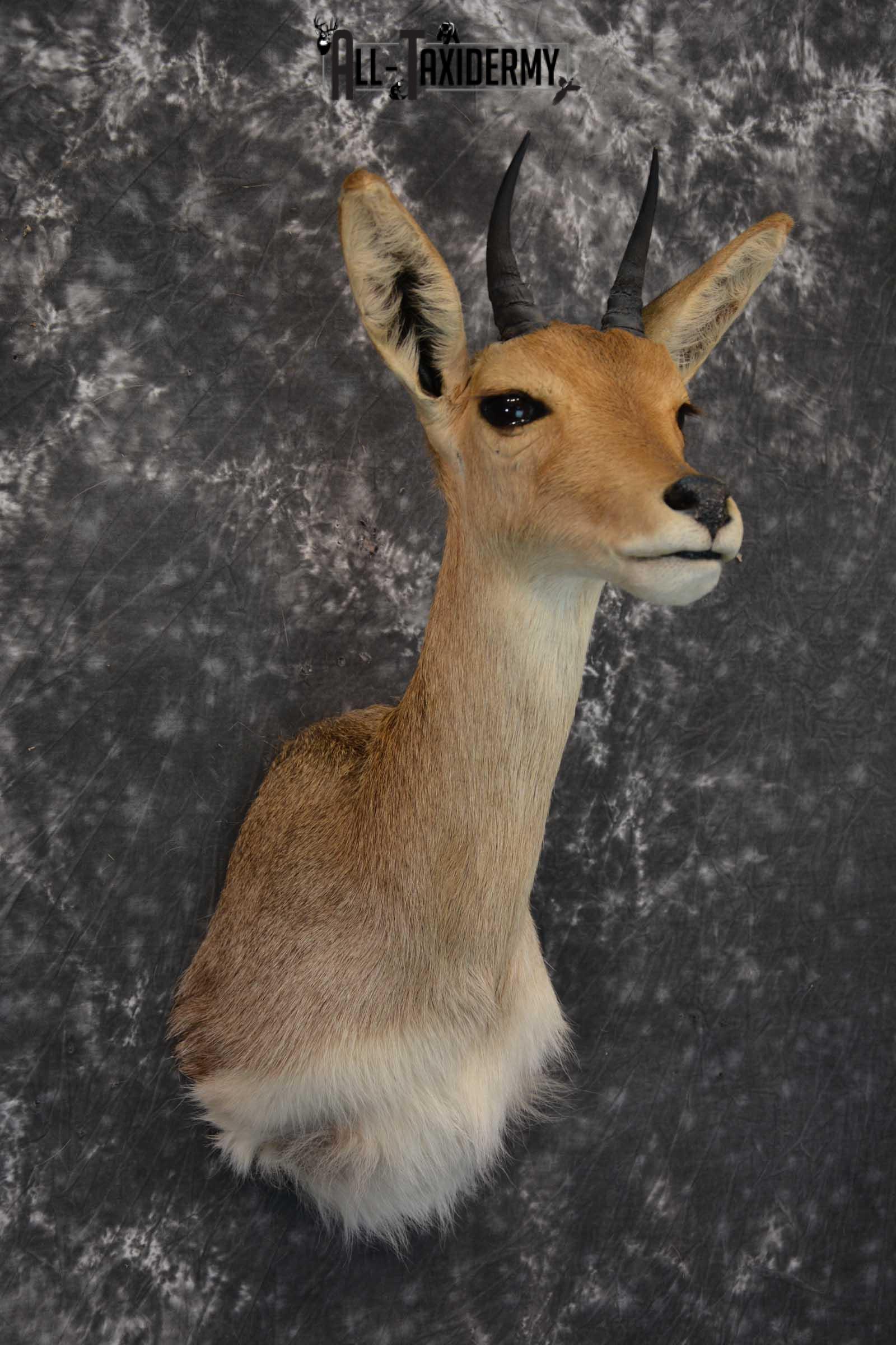South African Reedbuck Taxidermy Mount SKU 1563 - Image 6