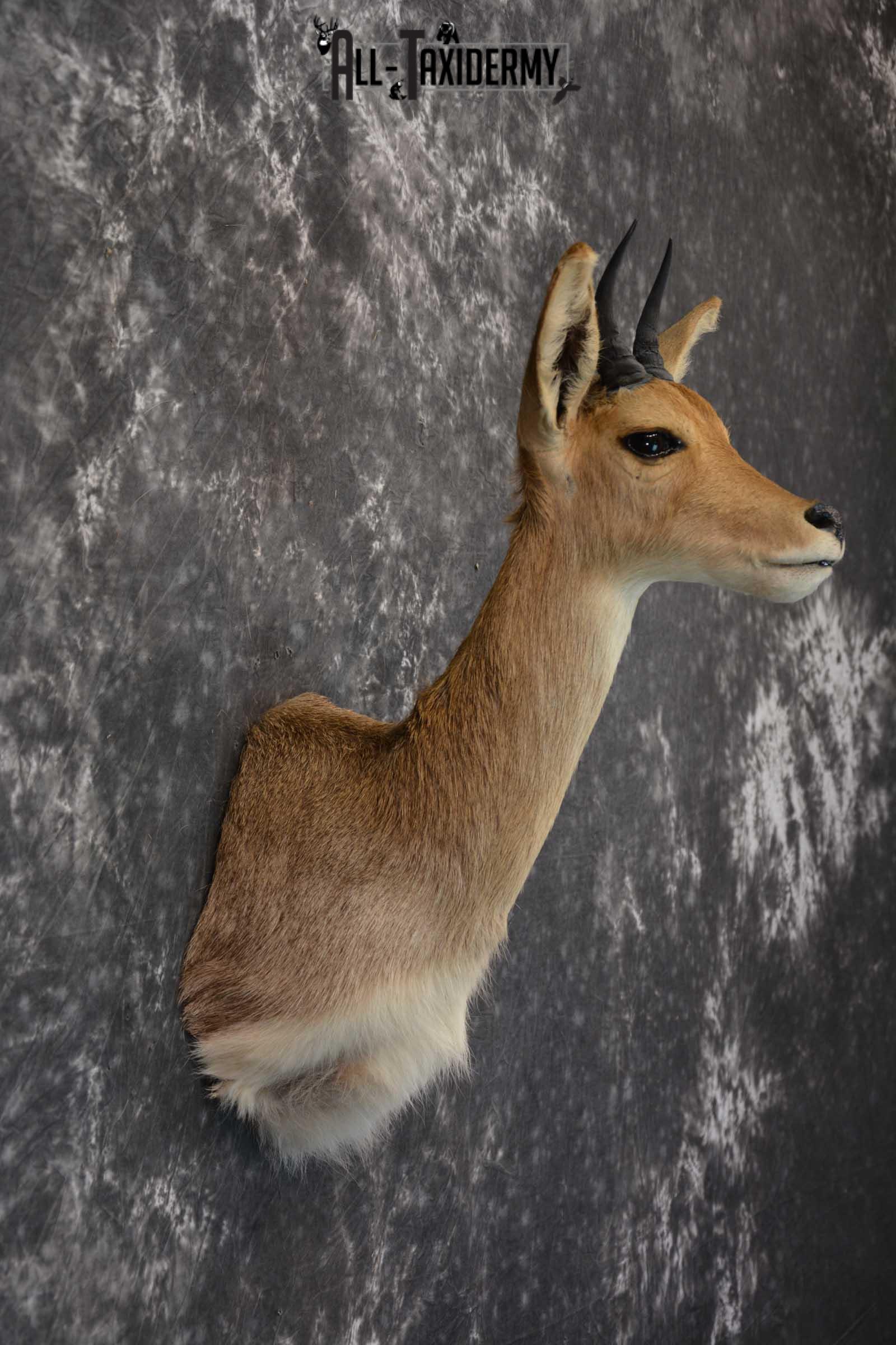 South African Reedbuck Taxidermy Mount SKU 1563 - Image 5
