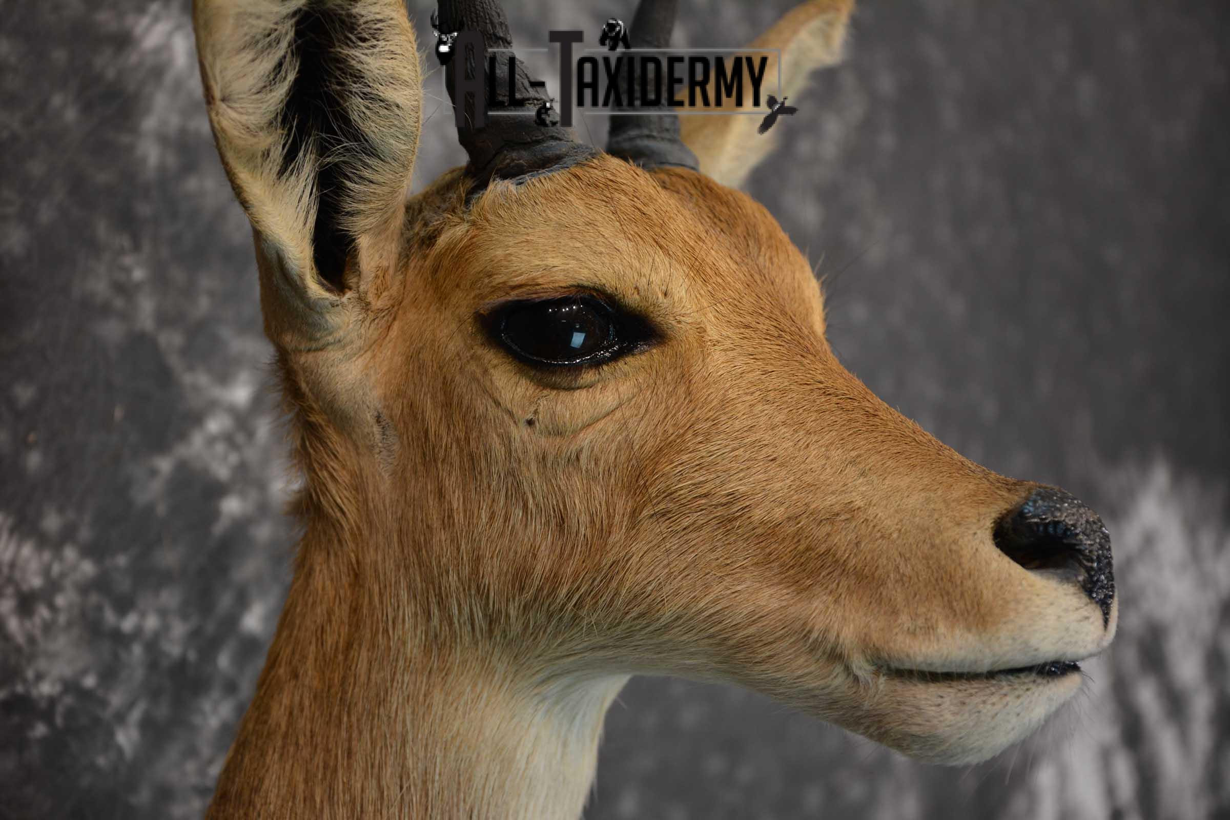 South African Reedbuck Taxidermy Mount SKU 1563 - Image 4
