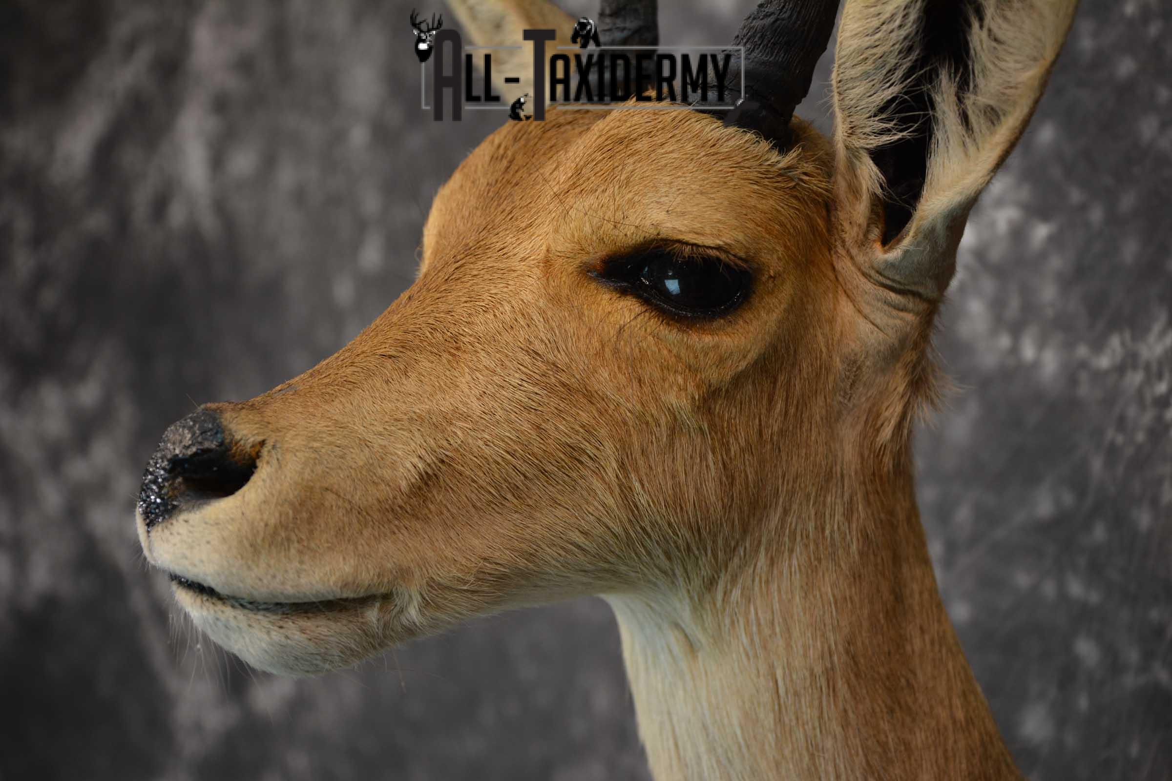 South African Reedbuck Taxidermy Mount SKU 1563 - Image 3