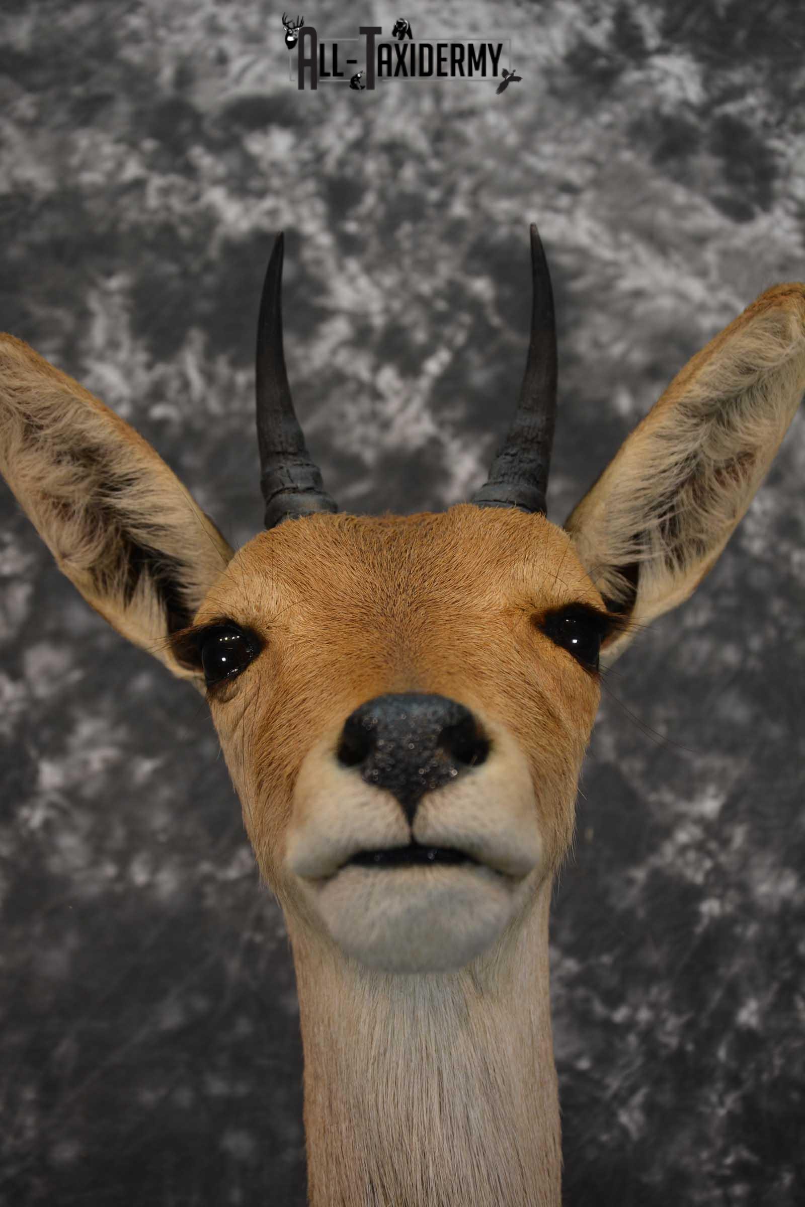South African Reedbuck Taxidermy Mount SKU 1563 - Image 2