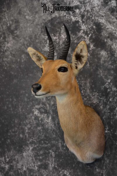 African Reedbuck Taxidermy Mount SKU 1564