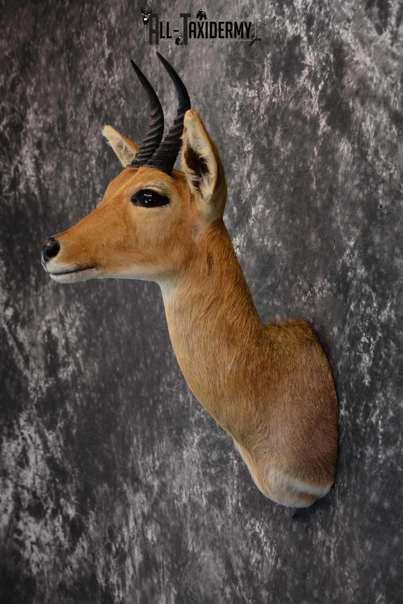 African Reedbuck Taxidermy Mount SKU 1564 - Image 7