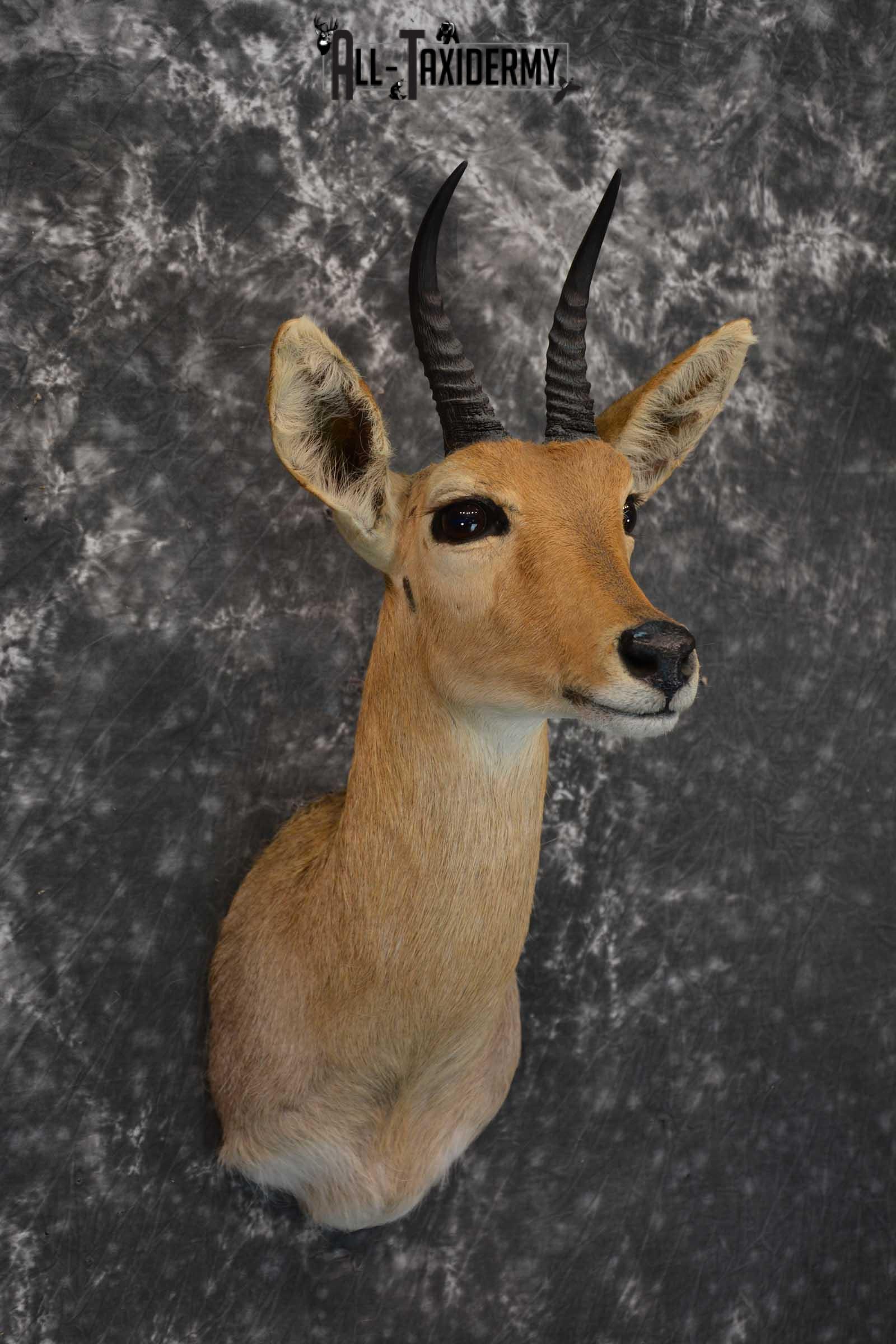 African Reedbuck Taxidermy Mount SKU 1564 - Image 6